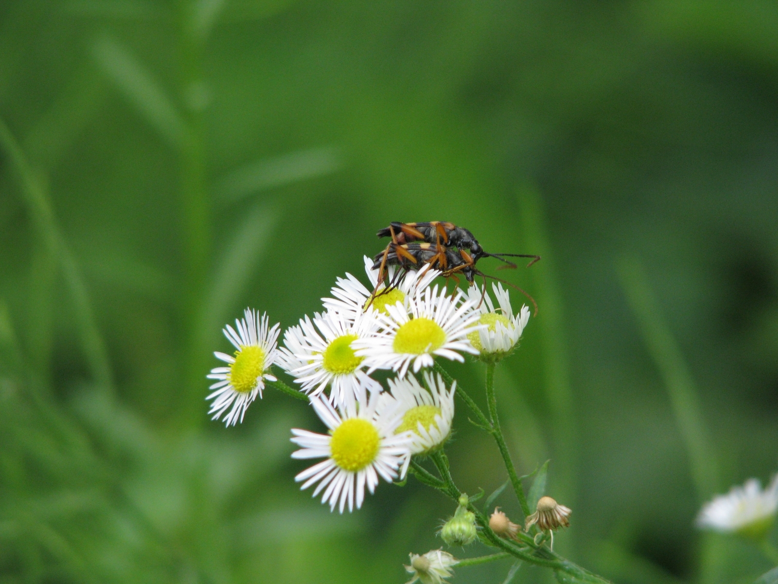 Free download wallpaper Flowers, Insects, Plants, Camomile on your PC desktop