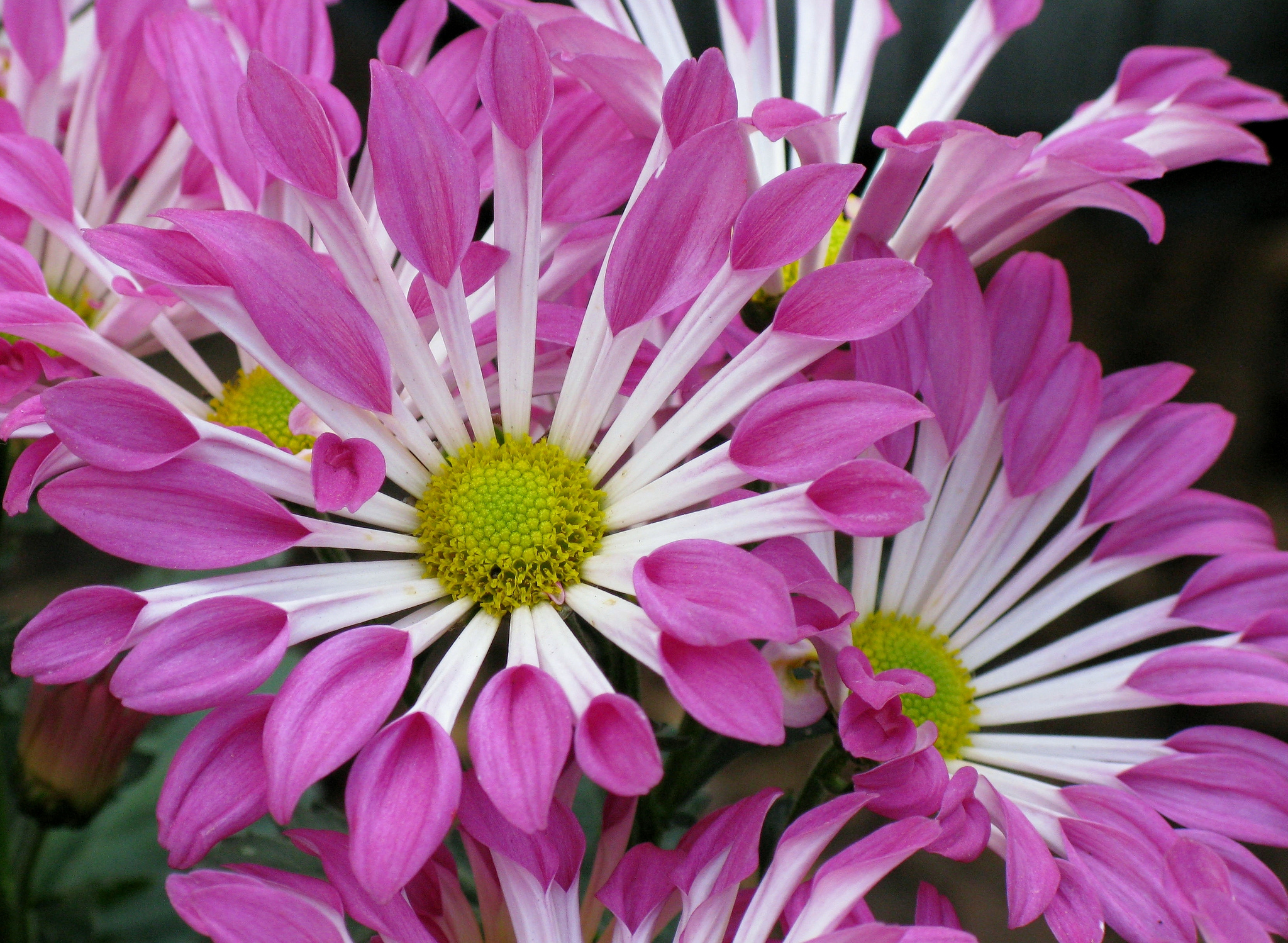 Baixe gratuitamente a imagem Flores, Flor, Flor Roxa, Terra/natureza na área de trabalho do seu PC