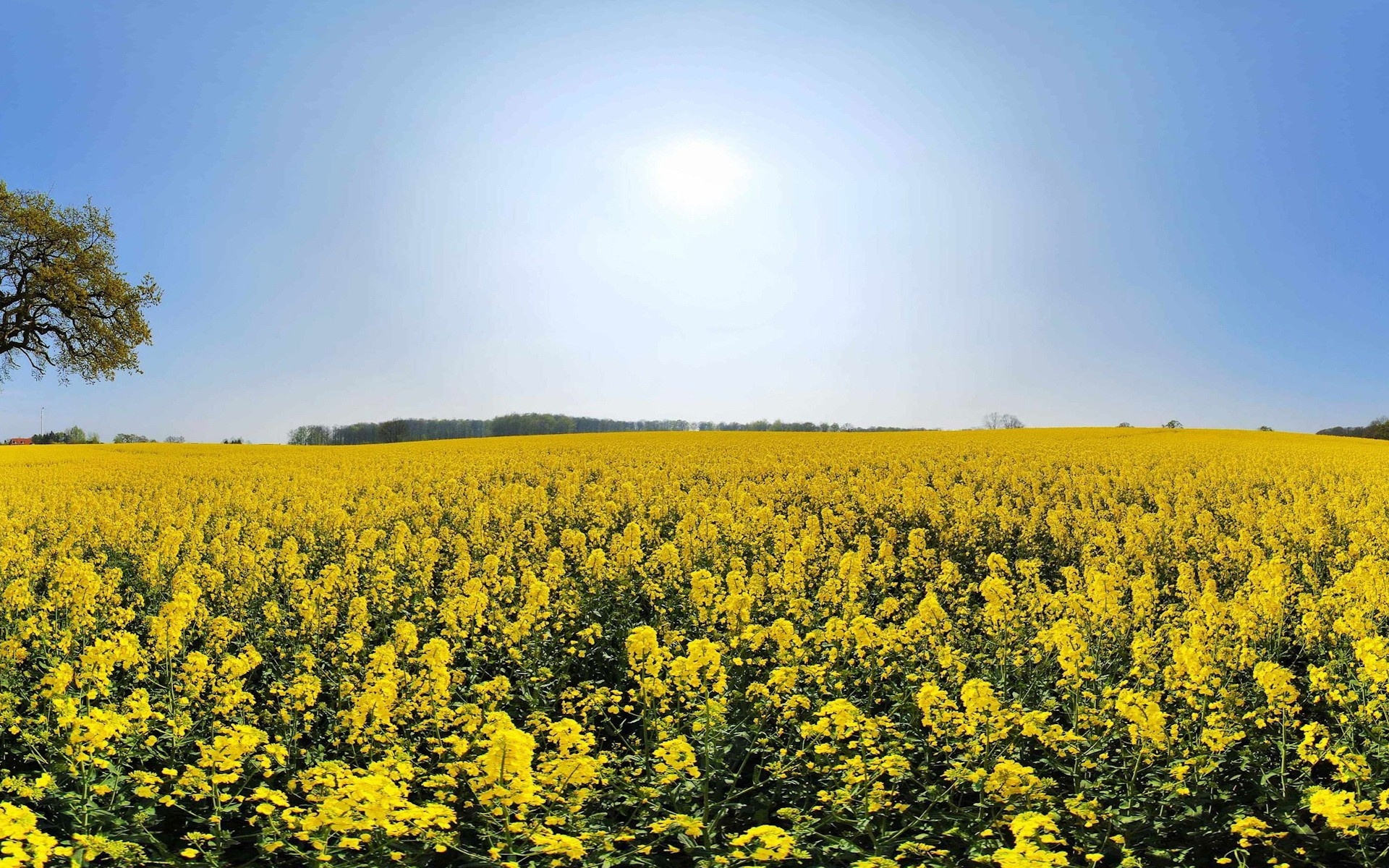 Laden Sie das Blumen, Blume, Erde/natur-Bild kostenlos auf Ihren PC-Desktop herunter