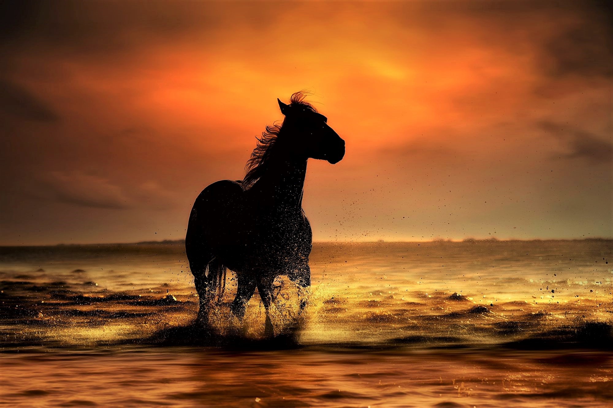 Download mobile wallpaper Sunset, Sea, Silhouette, Ocean, Animal, Horse for free.