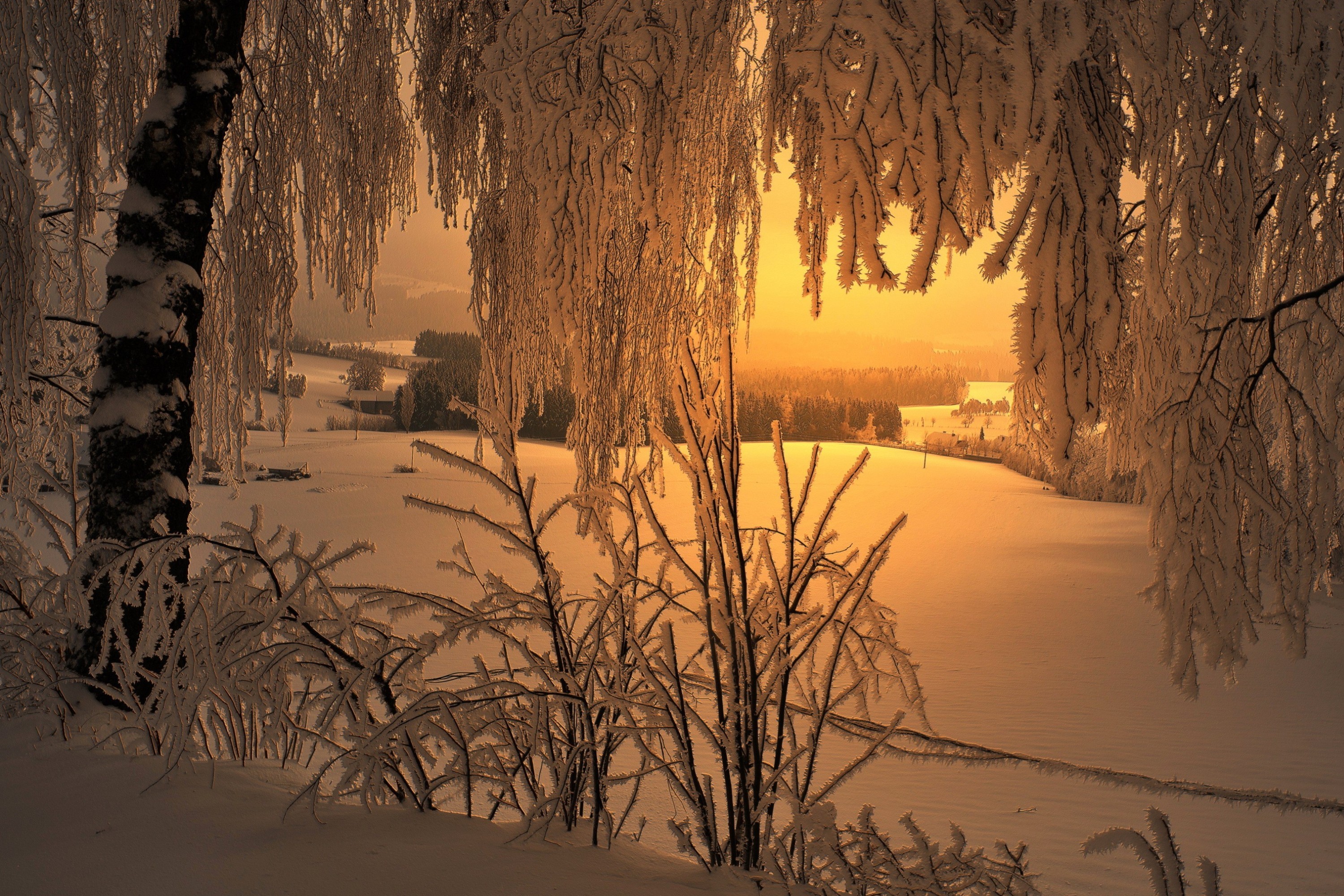 Завантажити шпалери безкоштовно Зима, Сніг, Дерево, Земля, Захід Сонця картинка на робочий стіл ПК