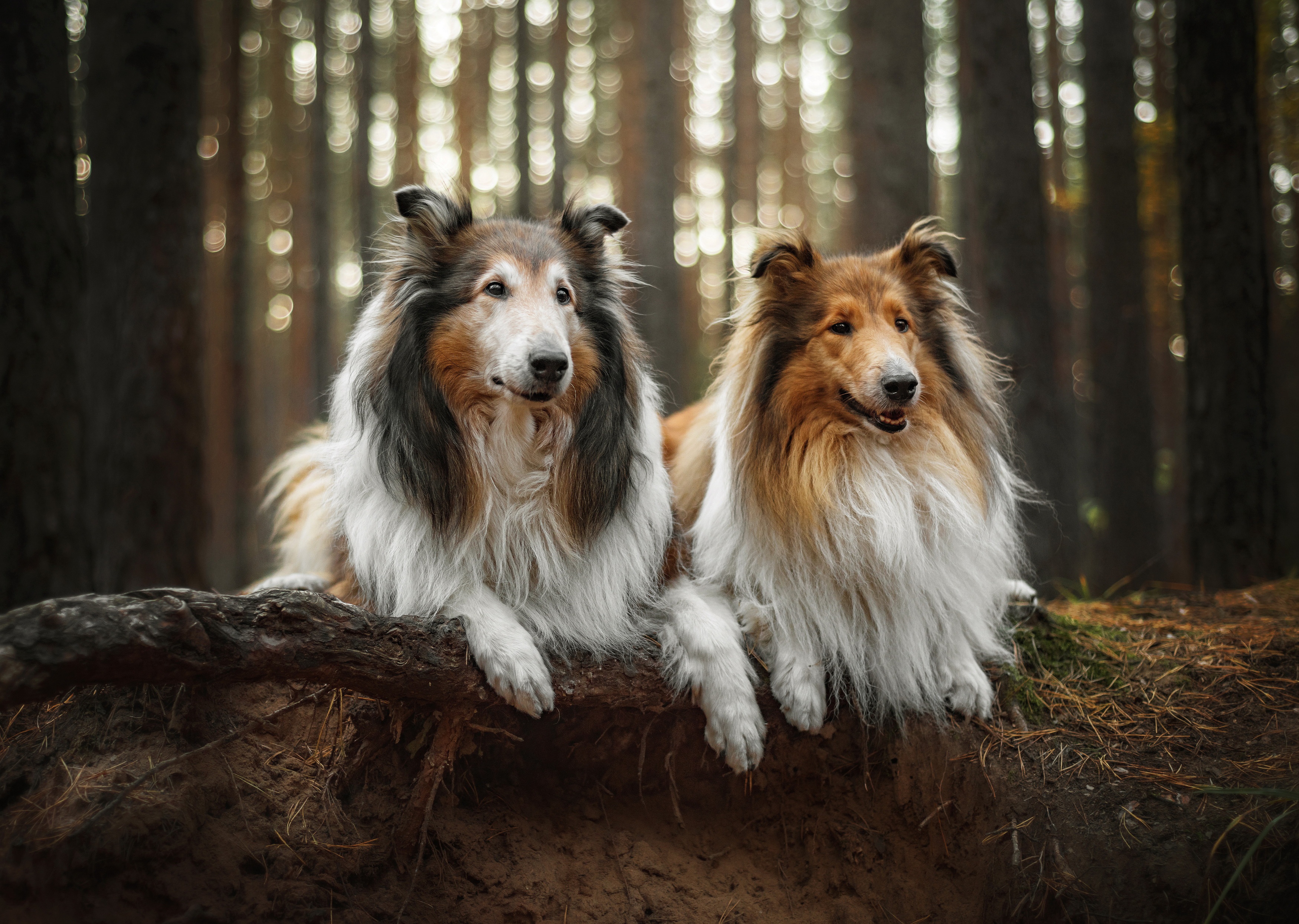 Скачать обои бесплатно Животные, Собаки, Шетландская Овчарка картинка на рабочий стол ПК