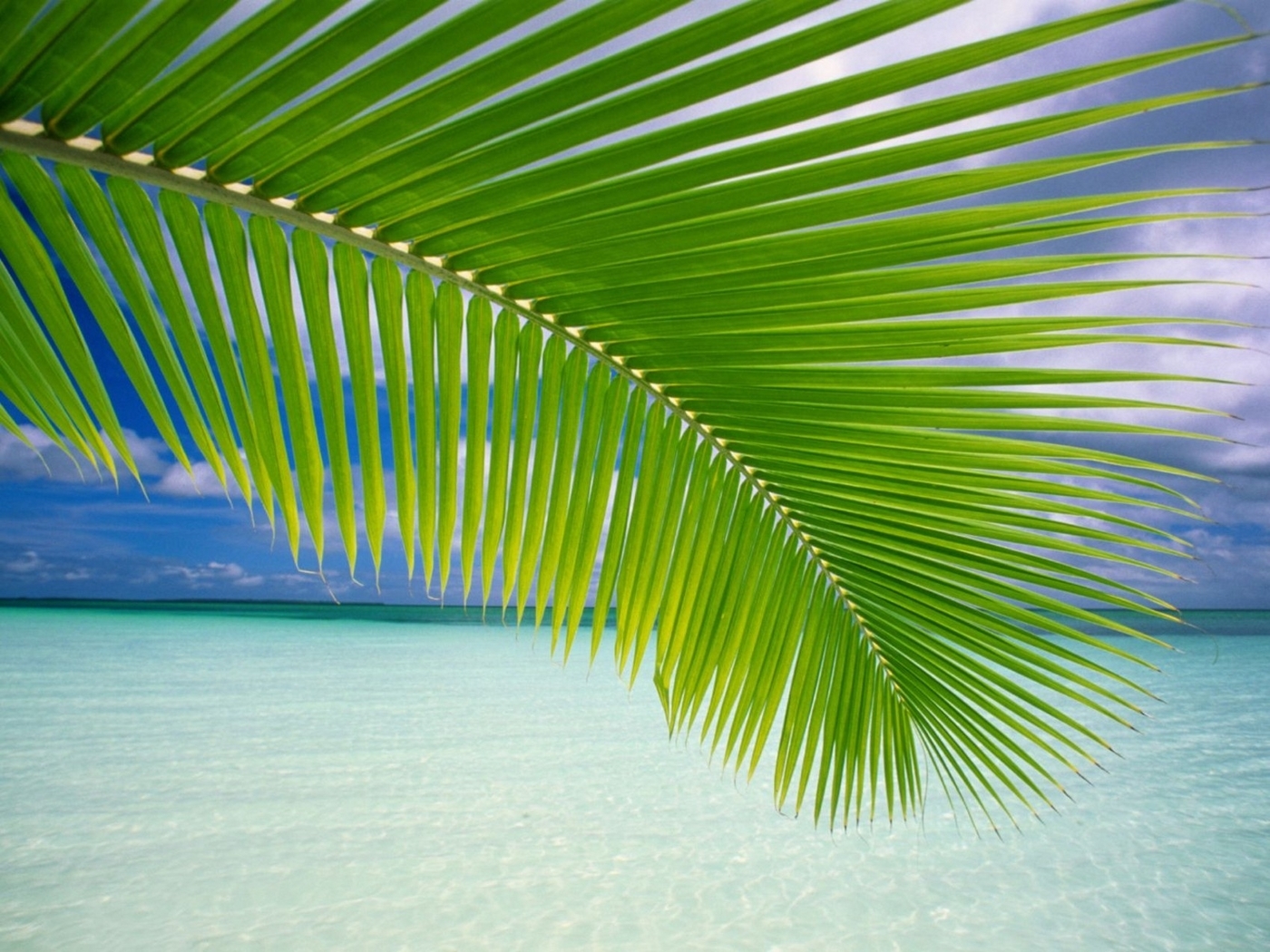 Laden Sie das Sea, Palms, Landschaft-Bild kostenlos auf Ihren PC-Desktop herunter