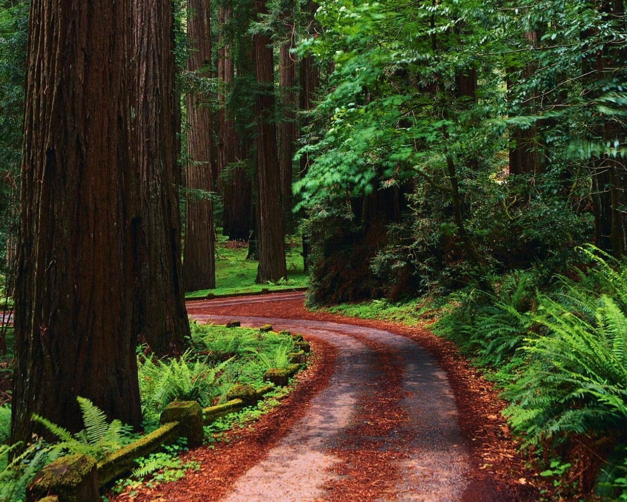 Download mobile wallpaper Roads, Trees, Landscape for free.