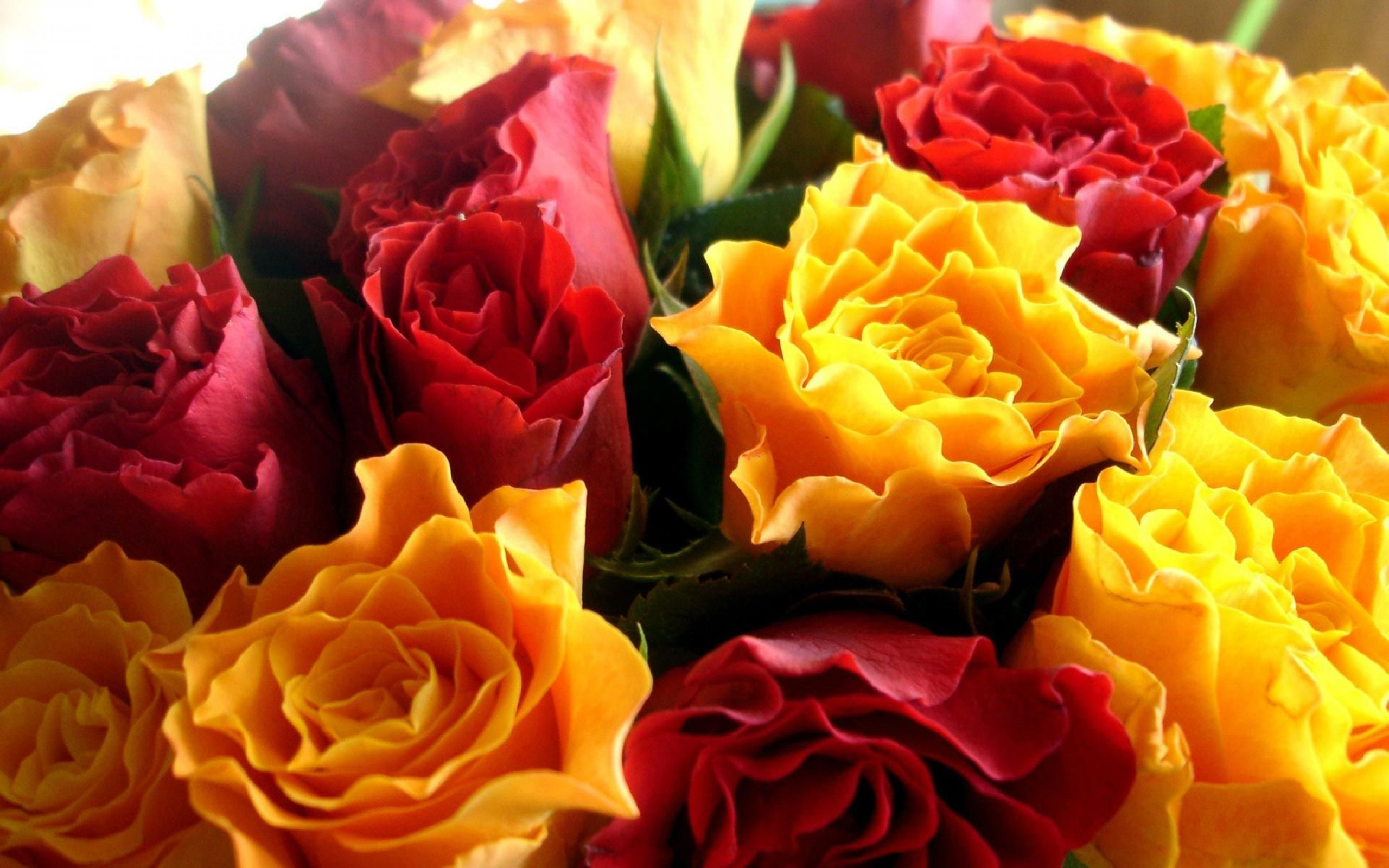 PCデスクトップにフラワーズ, 花, 薔薇, 地球, 黄色い花, 赤い花画像を無料でダウンロード