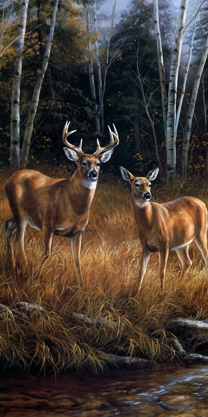 1386522壁紙のダウンロード動物, 鹿, 男性だけの, ストリーム, 秋-スクリーンセーバーと写真を無料で