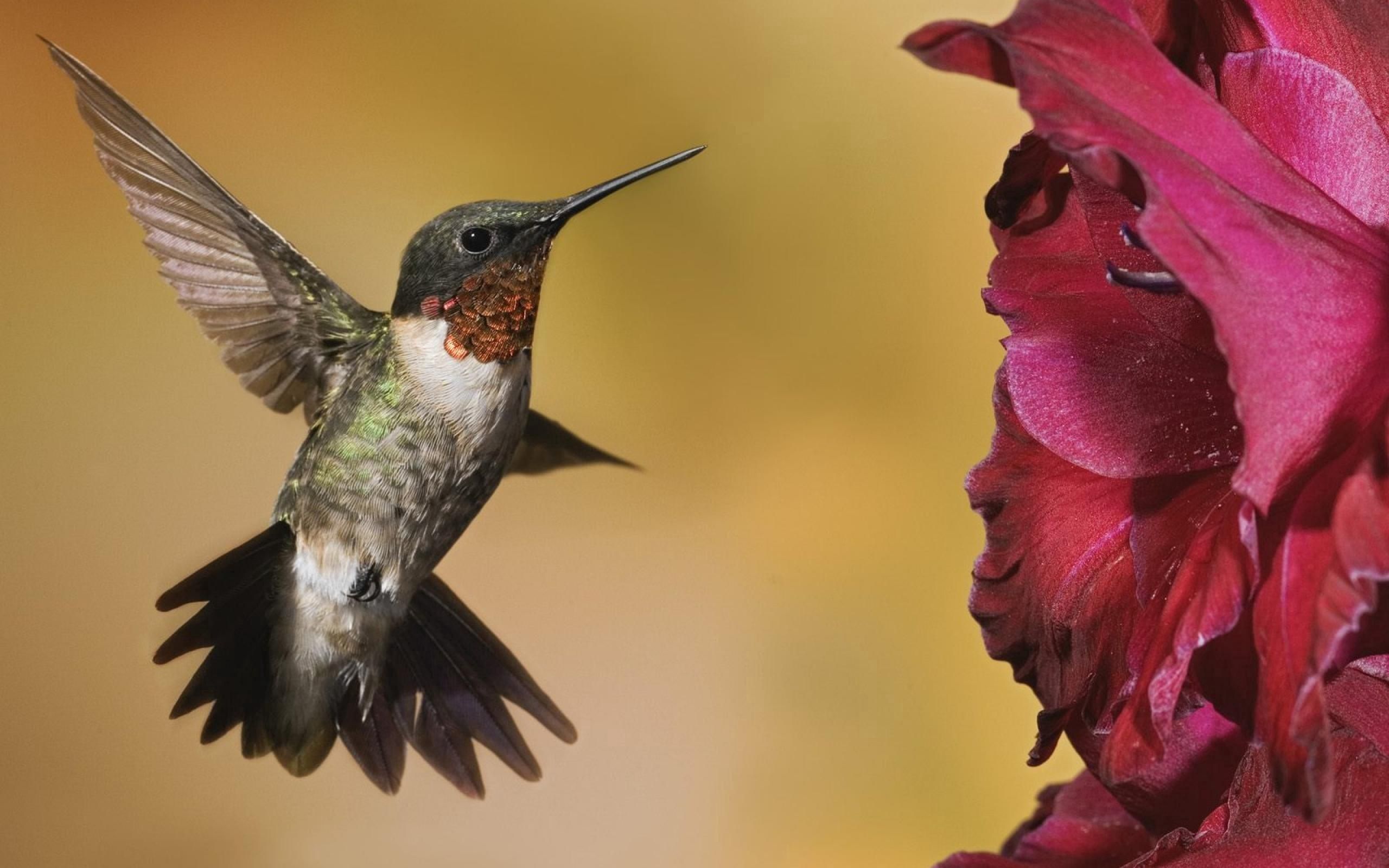 Handy-Wallpaper Kolibris, Tiere, Vogel, Blumen kostenlos herunterladen.