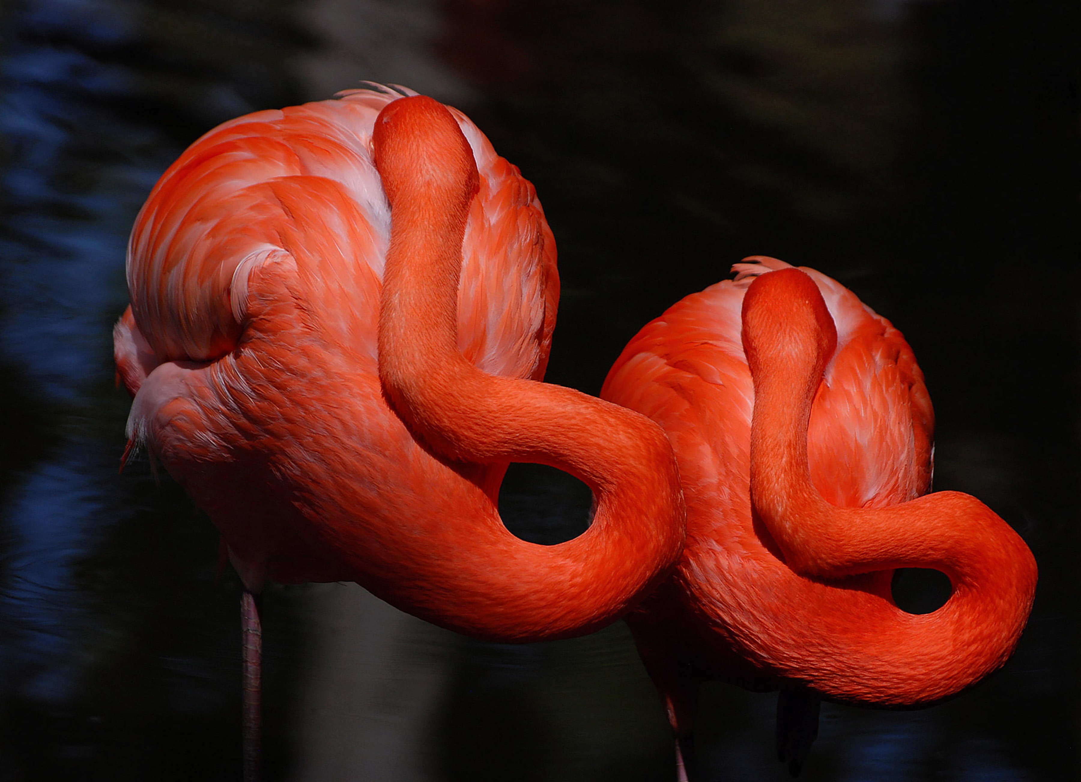 Free download wallpaper Flamingo, Birds, Animal on your PC desktop