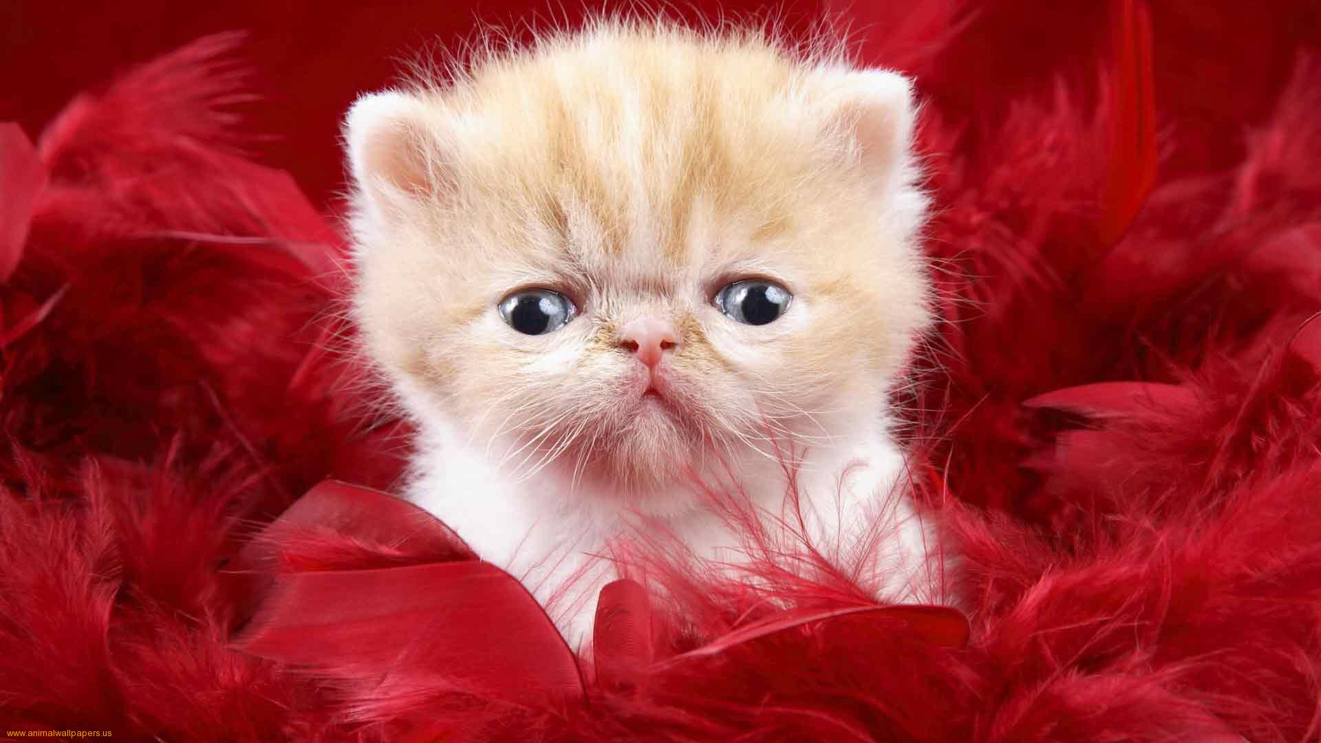 Free download wallpaper Cat, Animal on your PC desktop