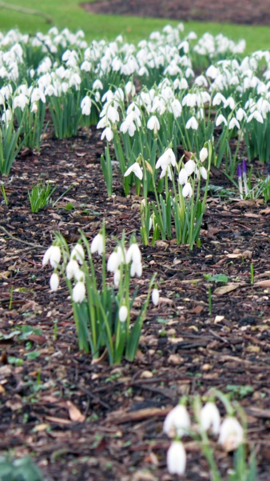 Download mobile wallpaper Flowers, Earth, Snowdrop for free.