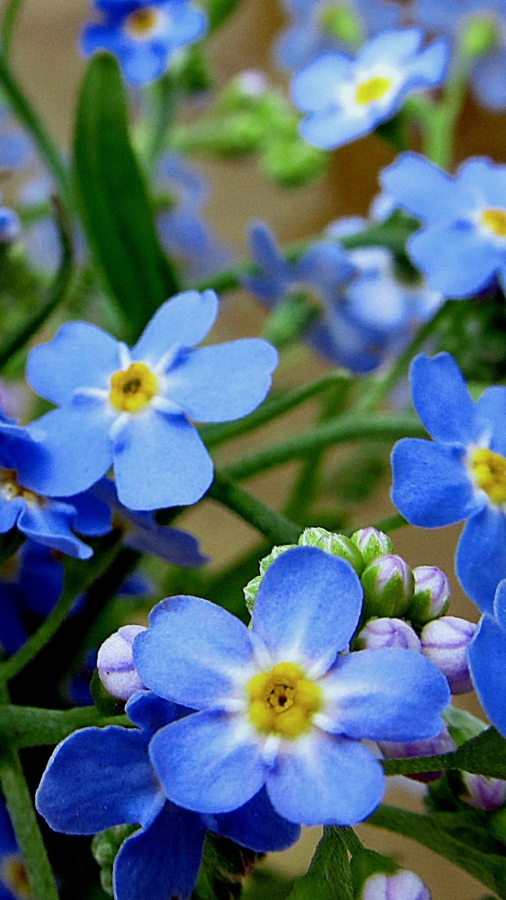 Téléchargez des papiers peints mobile Fleurs, Fleur, Terre, Myosotis, Terre/nature, Fleur Bleue gratuitement.