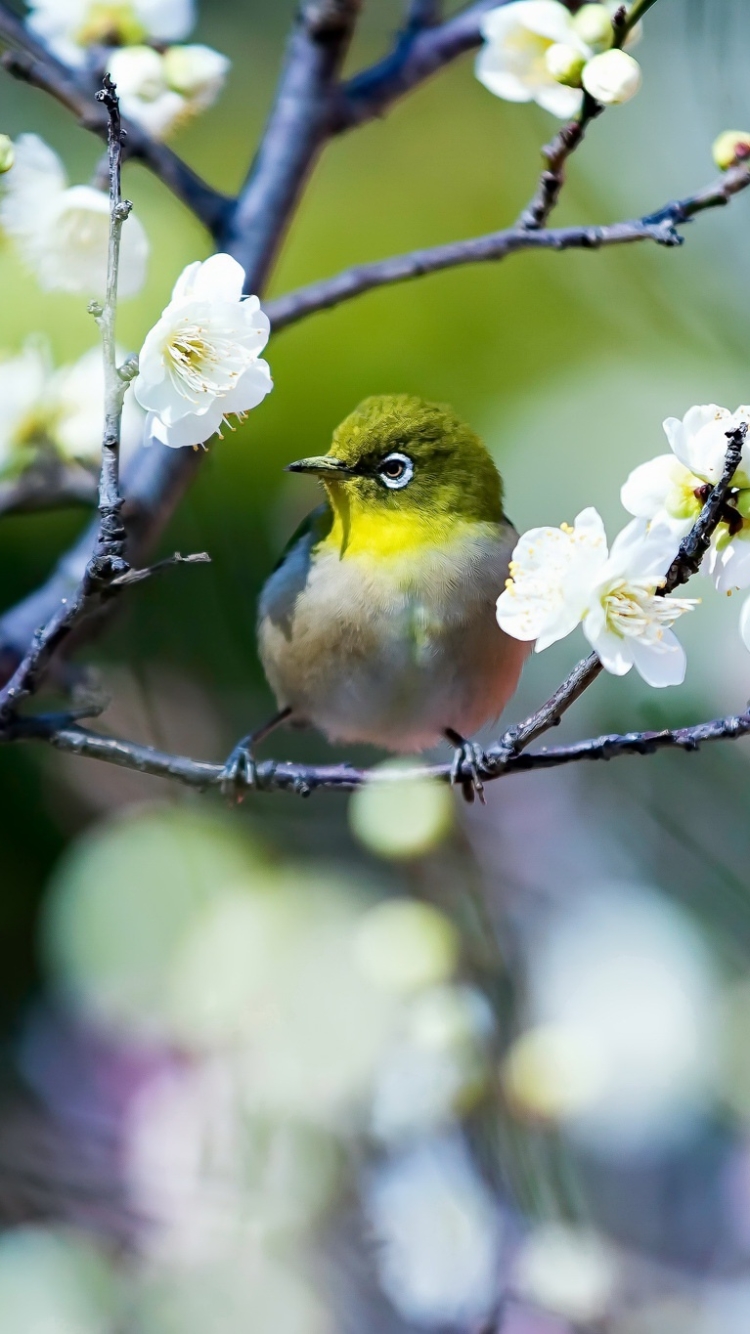 Handy-Wallpaper Tiere, Vögel, Vogel, Ast, Zweig, Blüte, Weiße Blume, Japanbrillenvogel kostenlos herunterladen.