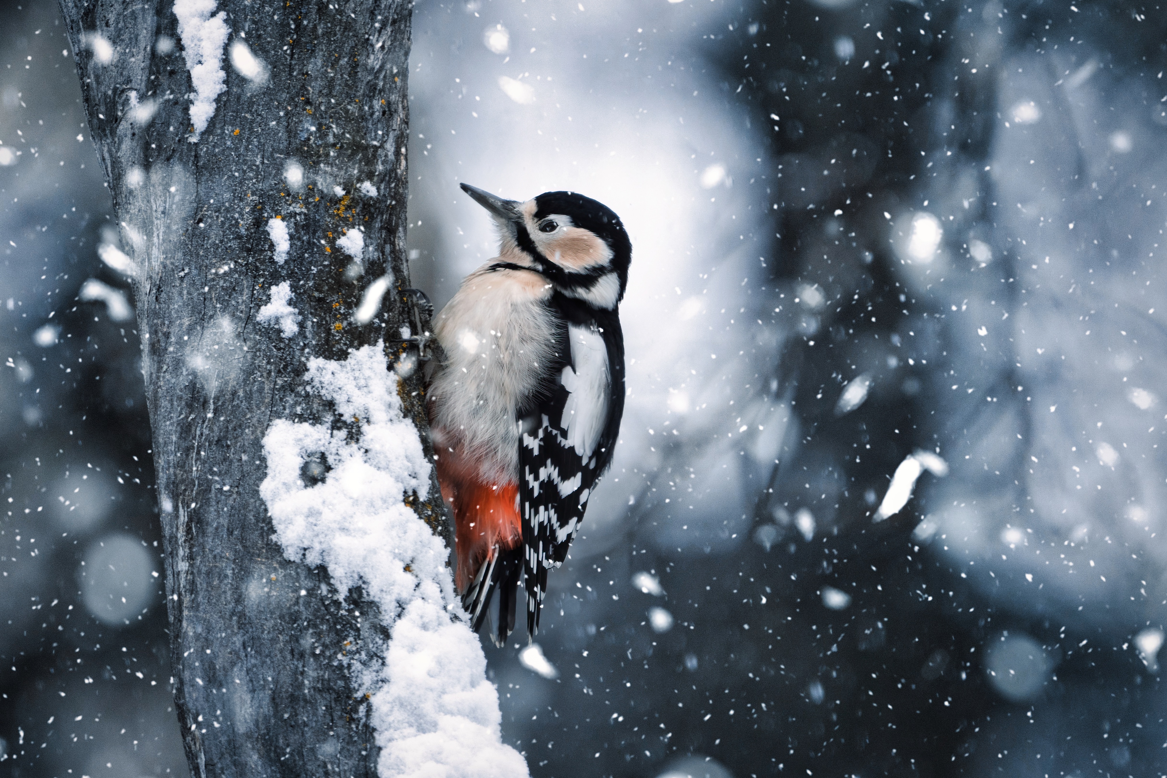 Download mobile wallpaper Birds, Animal, Woodpecker for free.