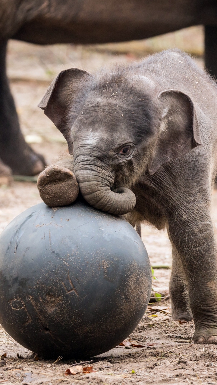 Download mobile wallpaper Elephants, Ball, Animal, Cute, Elephant, Baby Animal, Asian Elephant for free.