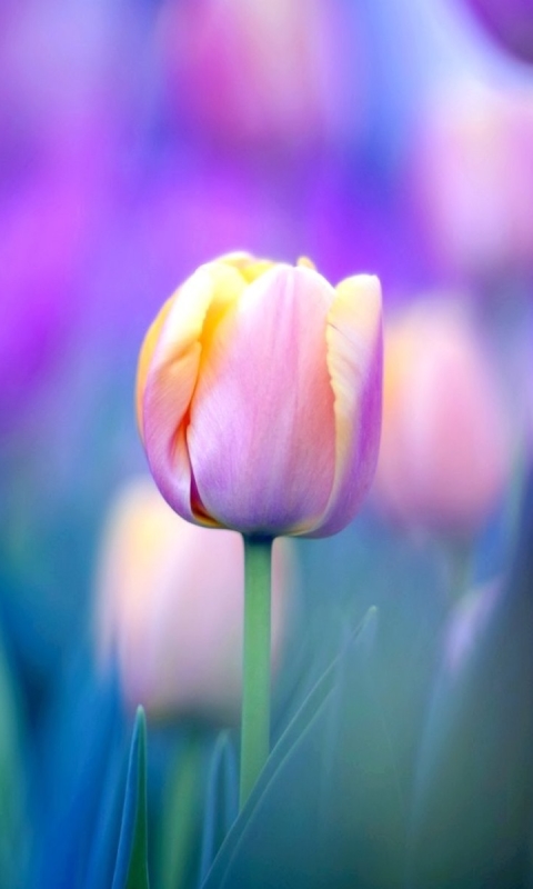 Download mobile wallpaper Flowers, Earth, Tulip for free.