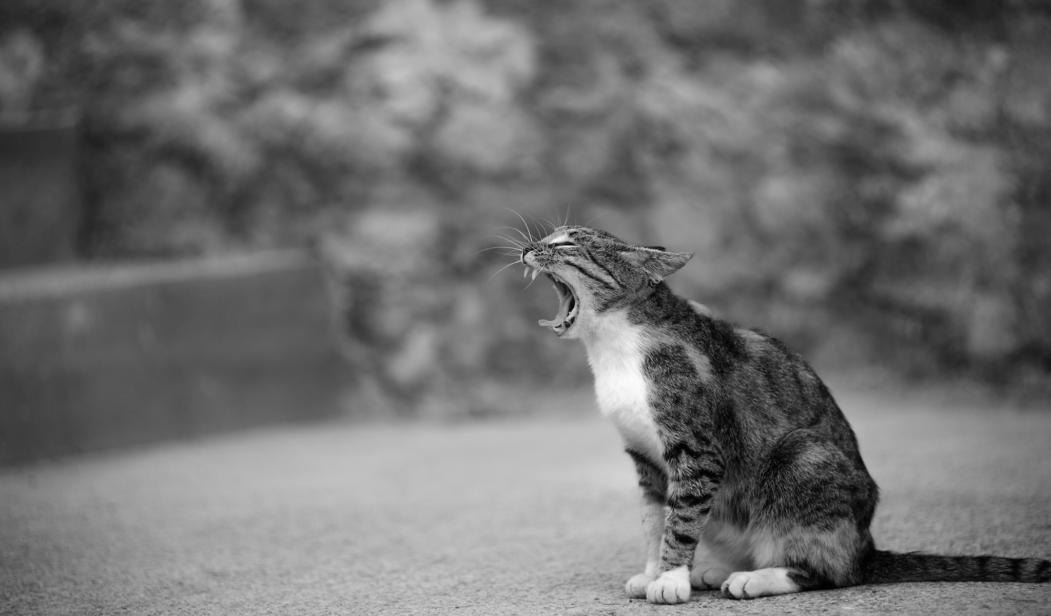 Handy-Wallpaper Tiere, Katzen, Katze, Bokeh, Schwarz Weiß kostenlos herunterladen.