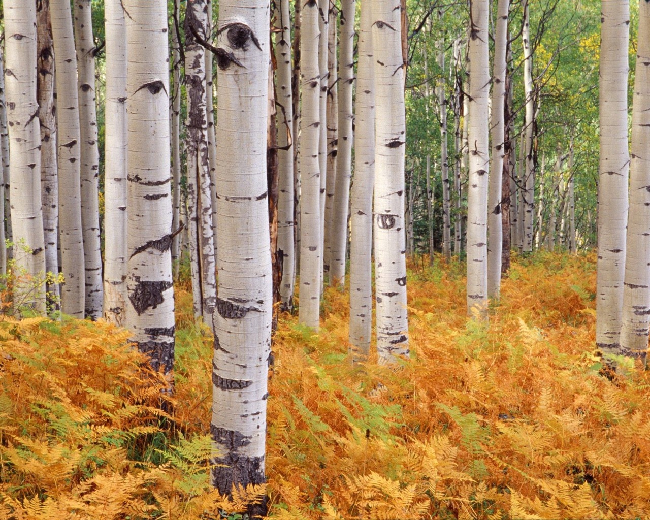 Téléchargez gratuitement l'image Arbre, Terre/nature sur le bureau de votre PC