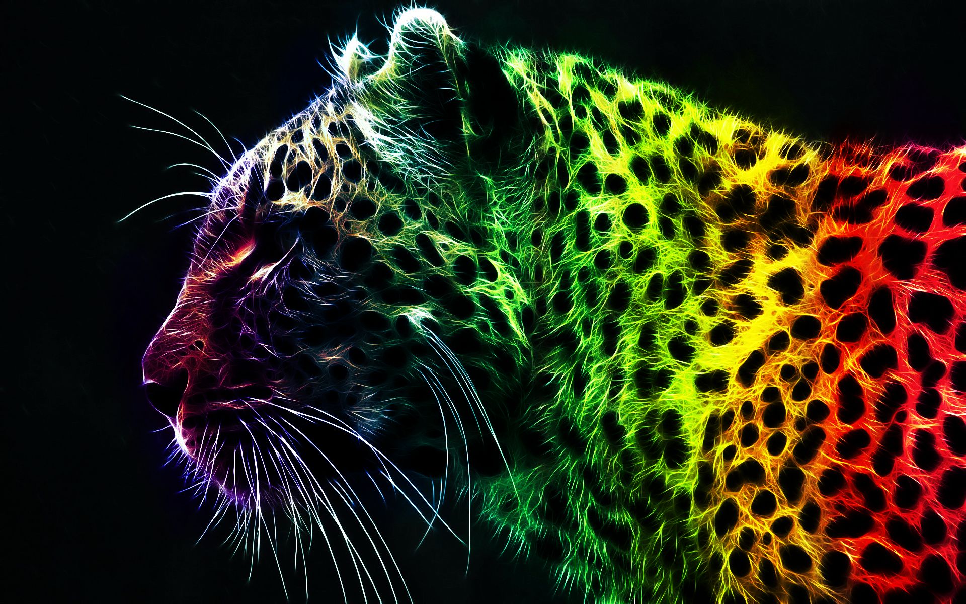 animal, leopard, cats
