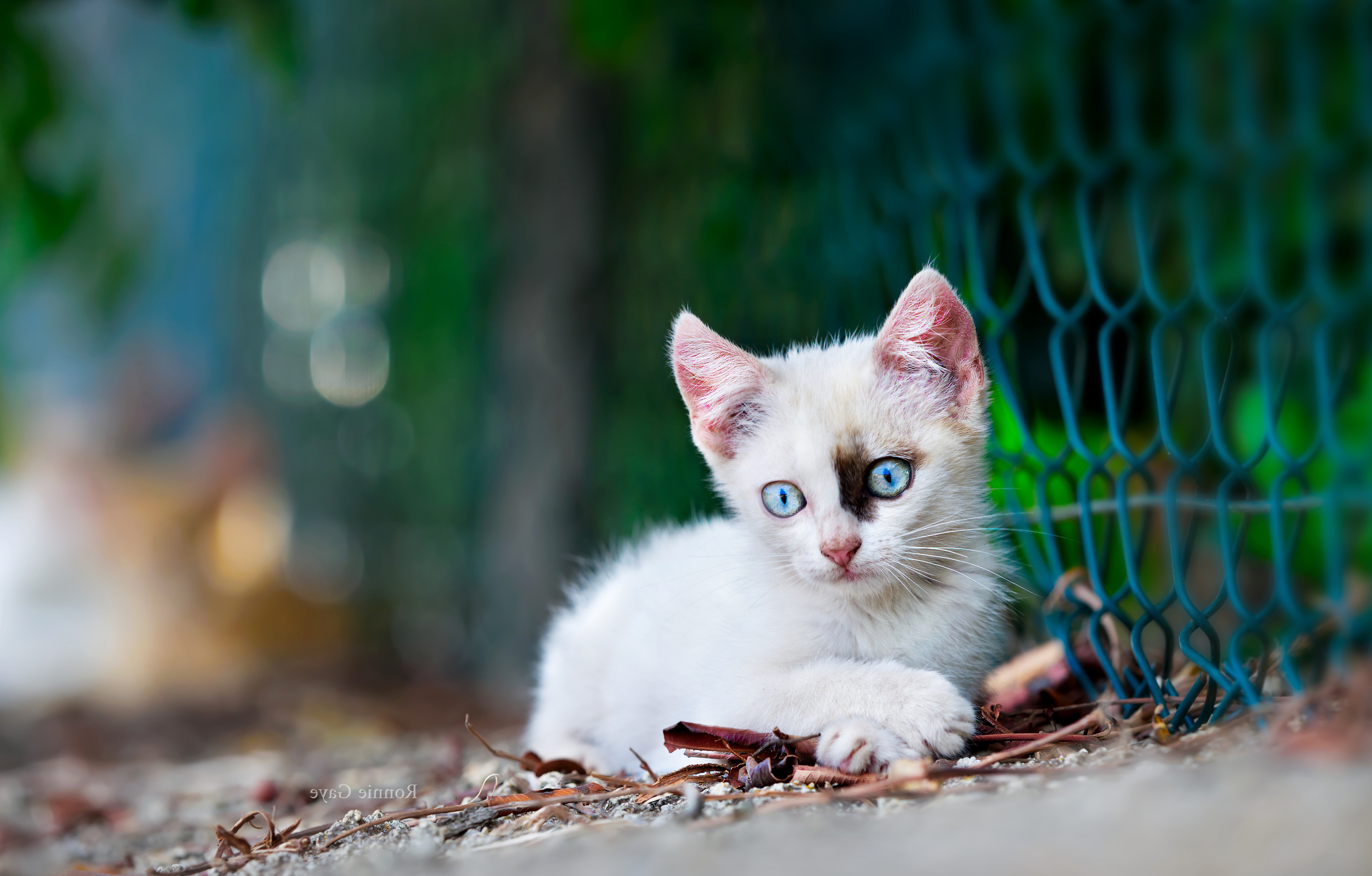 Handy-Wallpaper Tiere, Katzen, Katze, Kätzchen, Tierbaby kostenlos herunterladen.