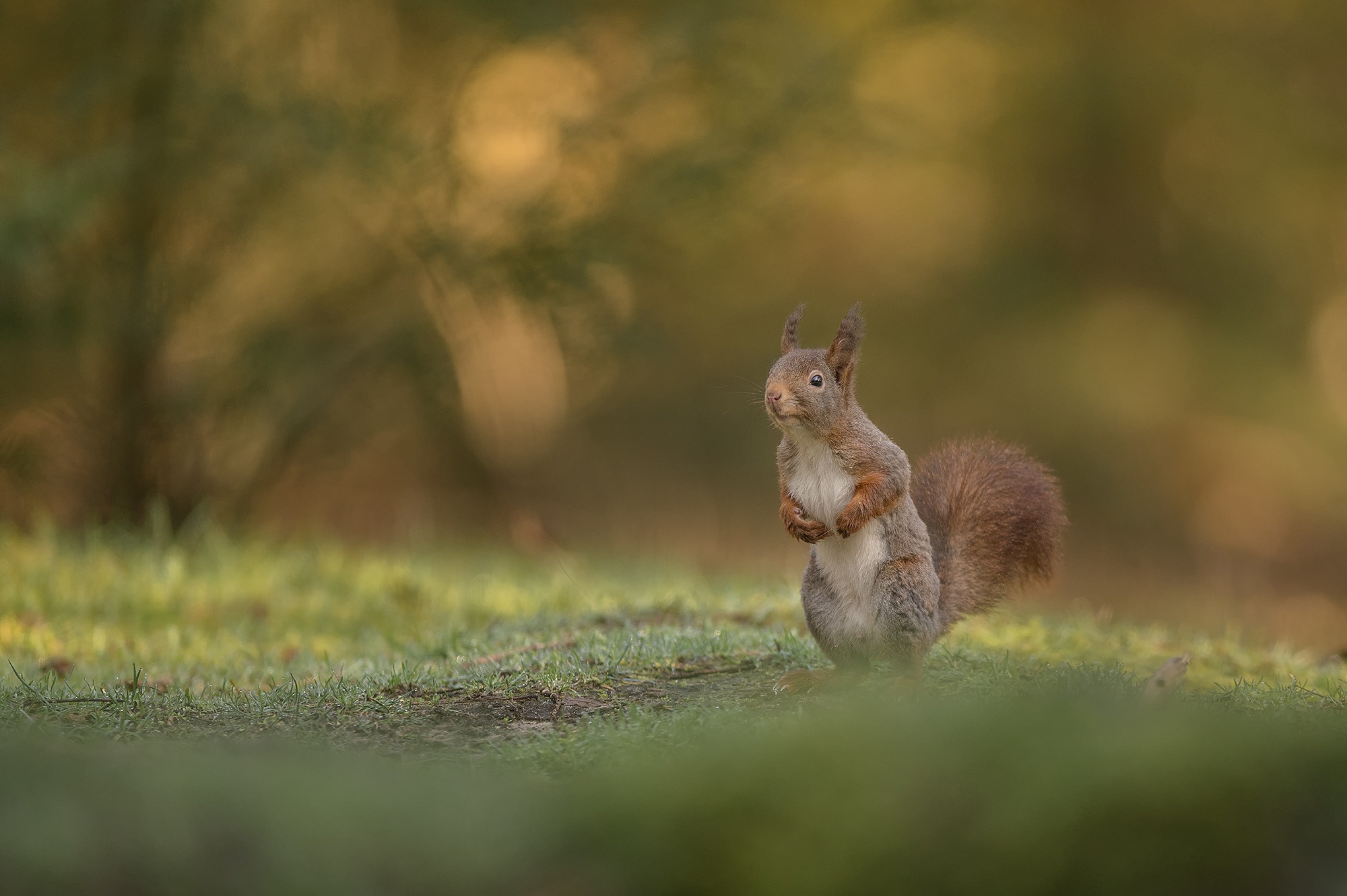 Free download wallpaper Squirrel, Animal, Rodent on your PC desktop