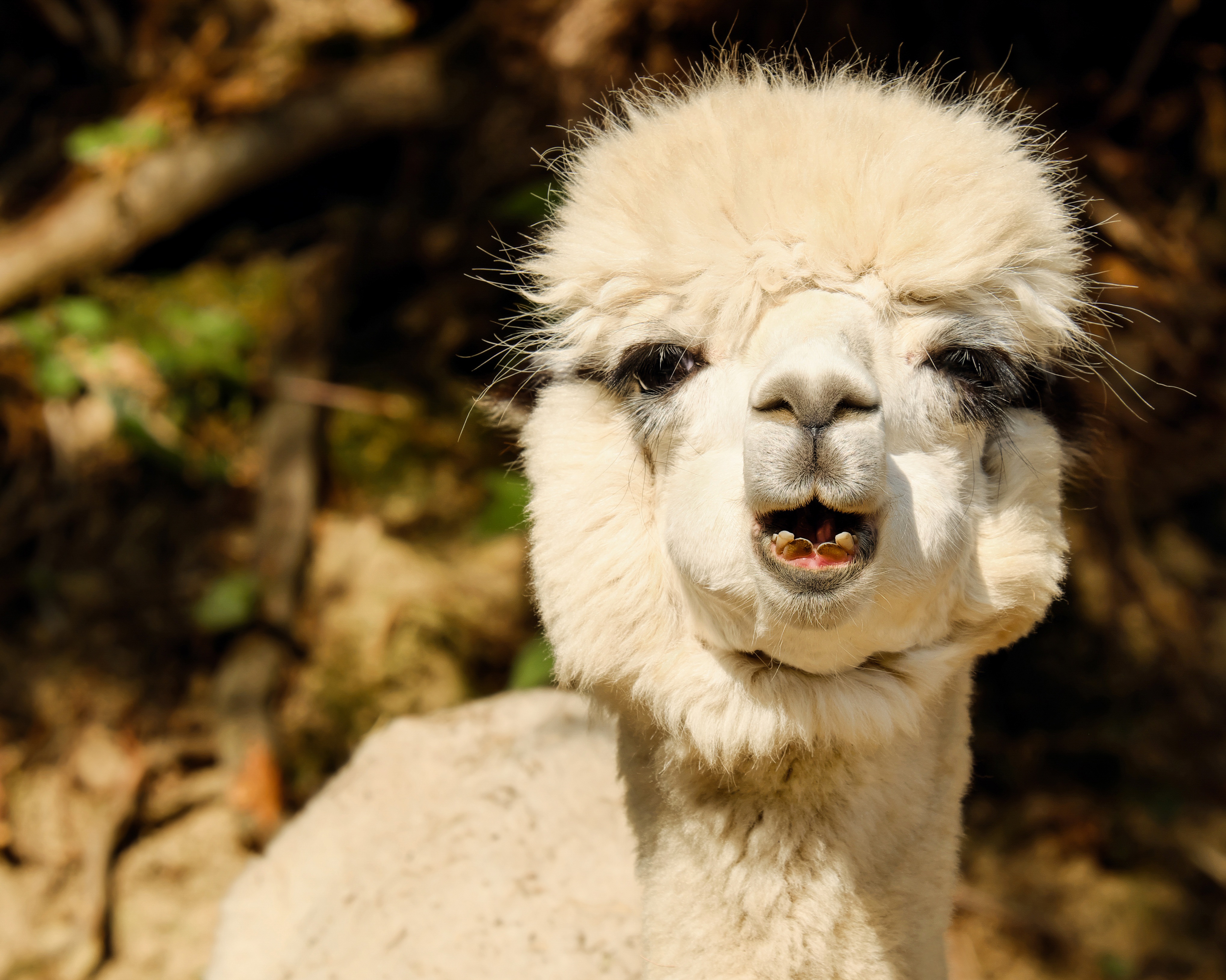 865127 baixar imagens animais, alpaca, animal bebê - papéis de parede e protetores de tela gratuitamente