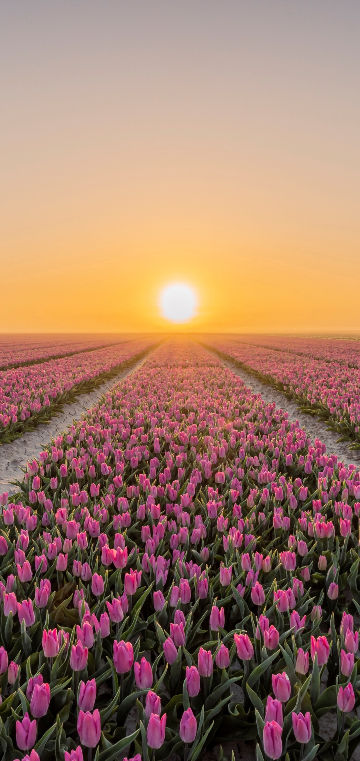 Laden Sie das Natur, Blumen, Blume, Sonnenaufgang, Feld, Tulpe, Erde/natur, Pinke Blume, Aufstellen-Bild kostenlos auf Ihren PC-Desktop herunter