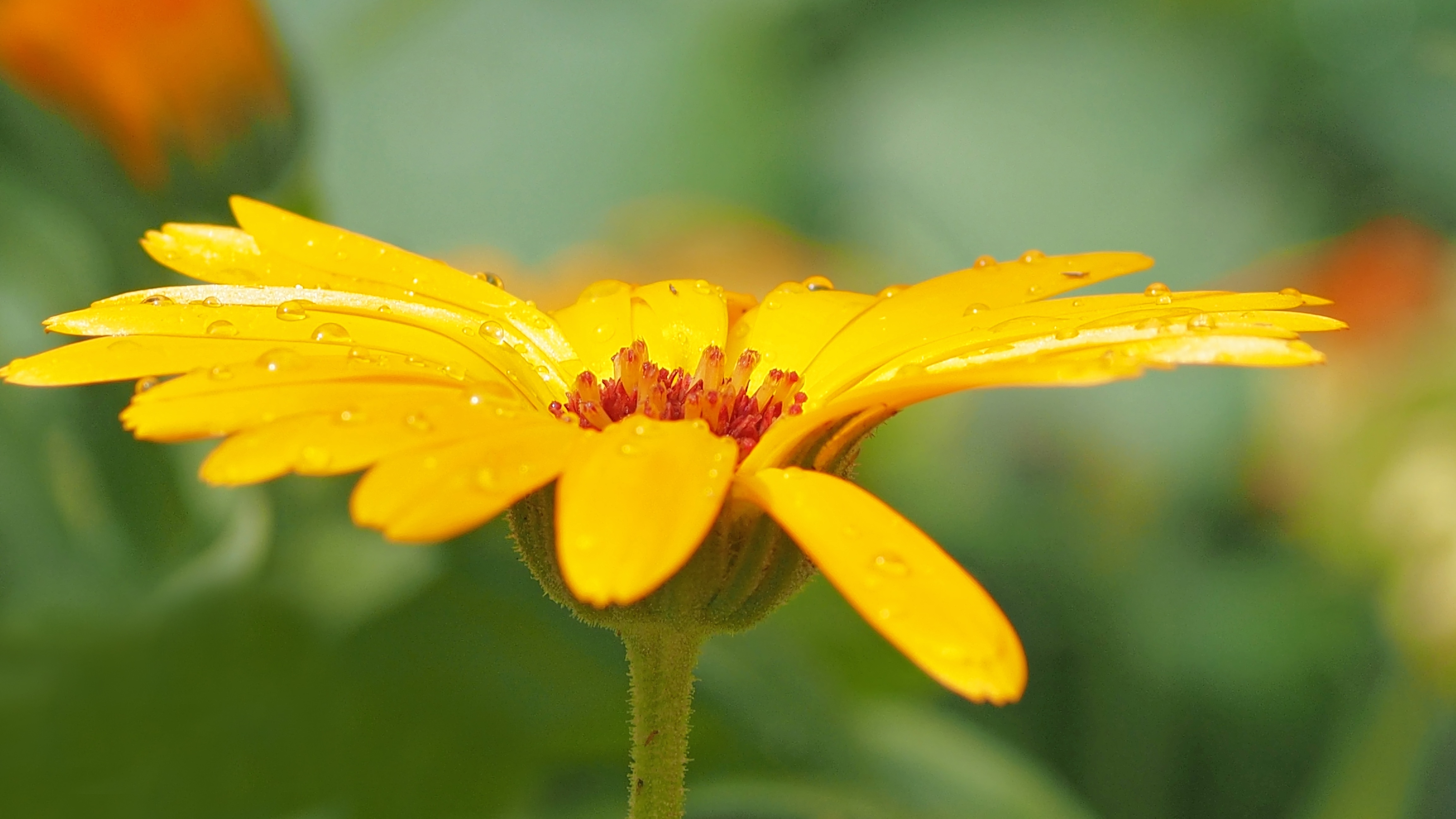 Descarga gratuita de fondo de pantalla para móvil de Naturaleza, Flores, Flor, Flor Amarilla, Tierra/naturaleza, Macrofotografía.