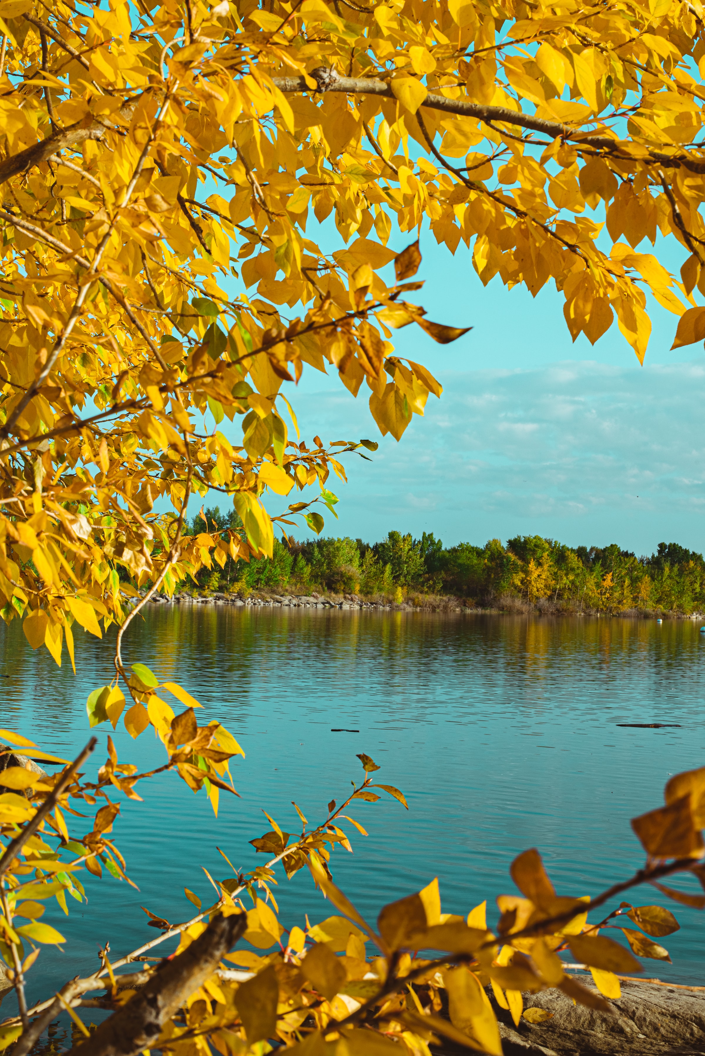 Free download wallpaper Branches, Lake, Nature, Trees, Autumn on your PC desktop