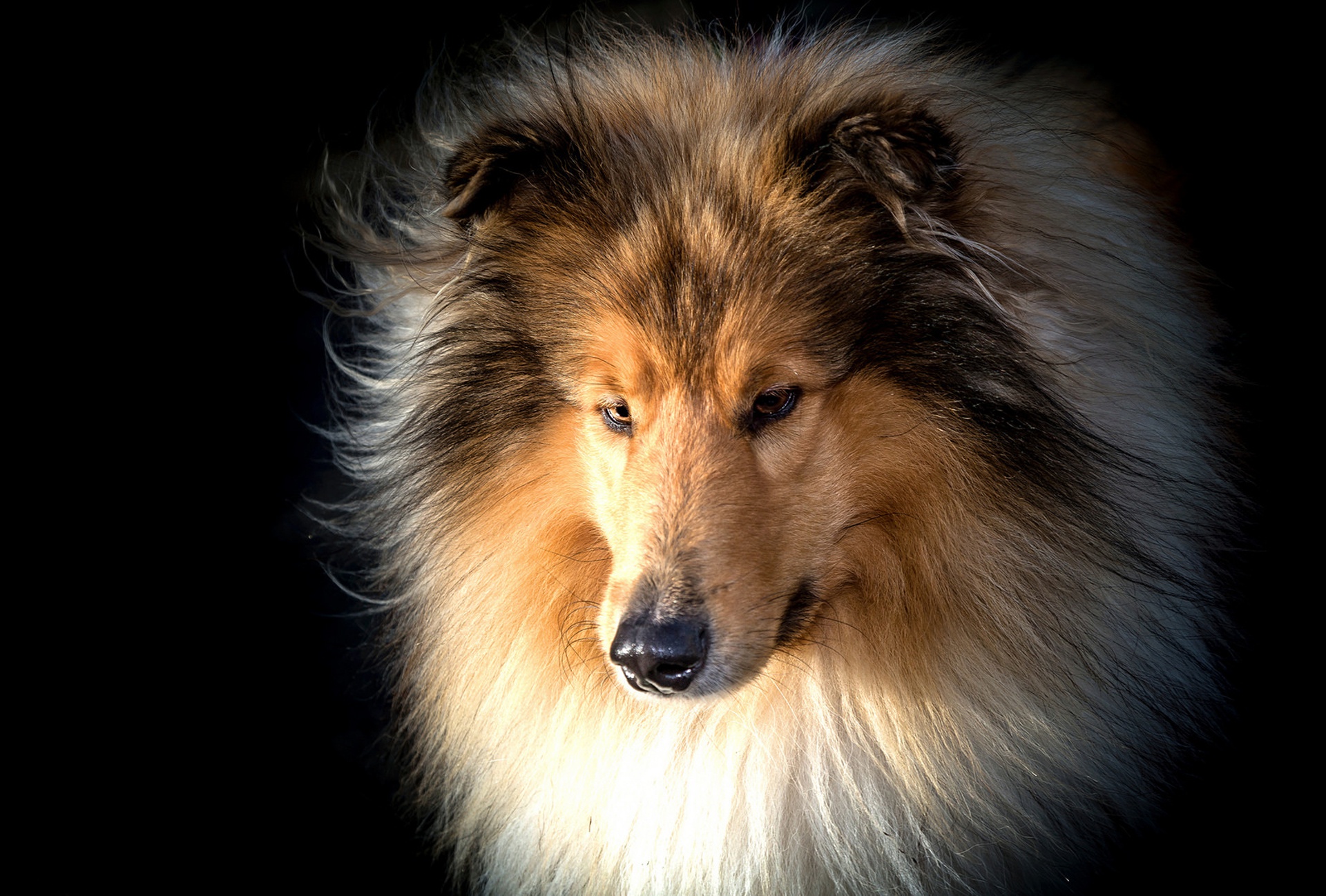 Download mobile wallpaper Dogs, Dog, Muzzle, Animal, Rough Collie for free.