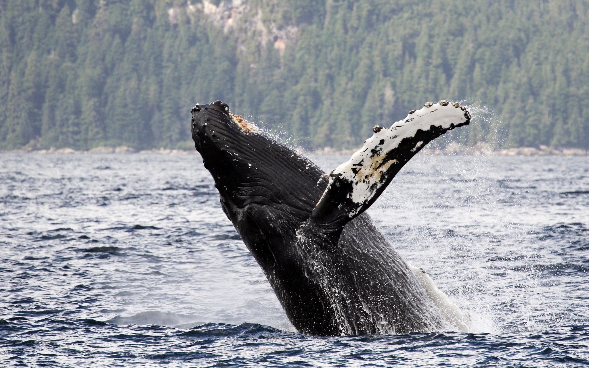 animal, humpback whale, alaska, water, whale