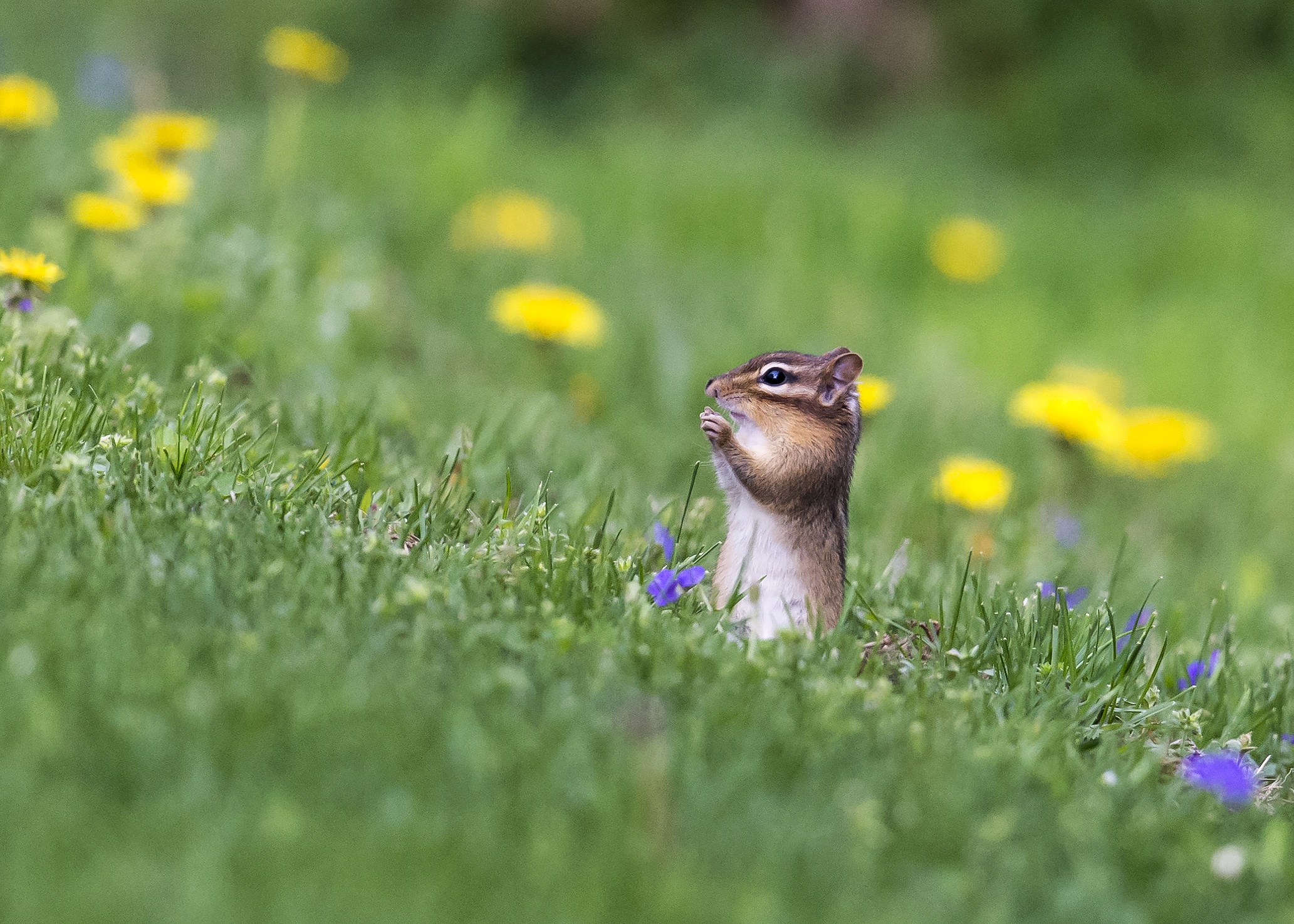 Download mobile wallpaper Grass, Animal, Rodent, Chipmunk for free.