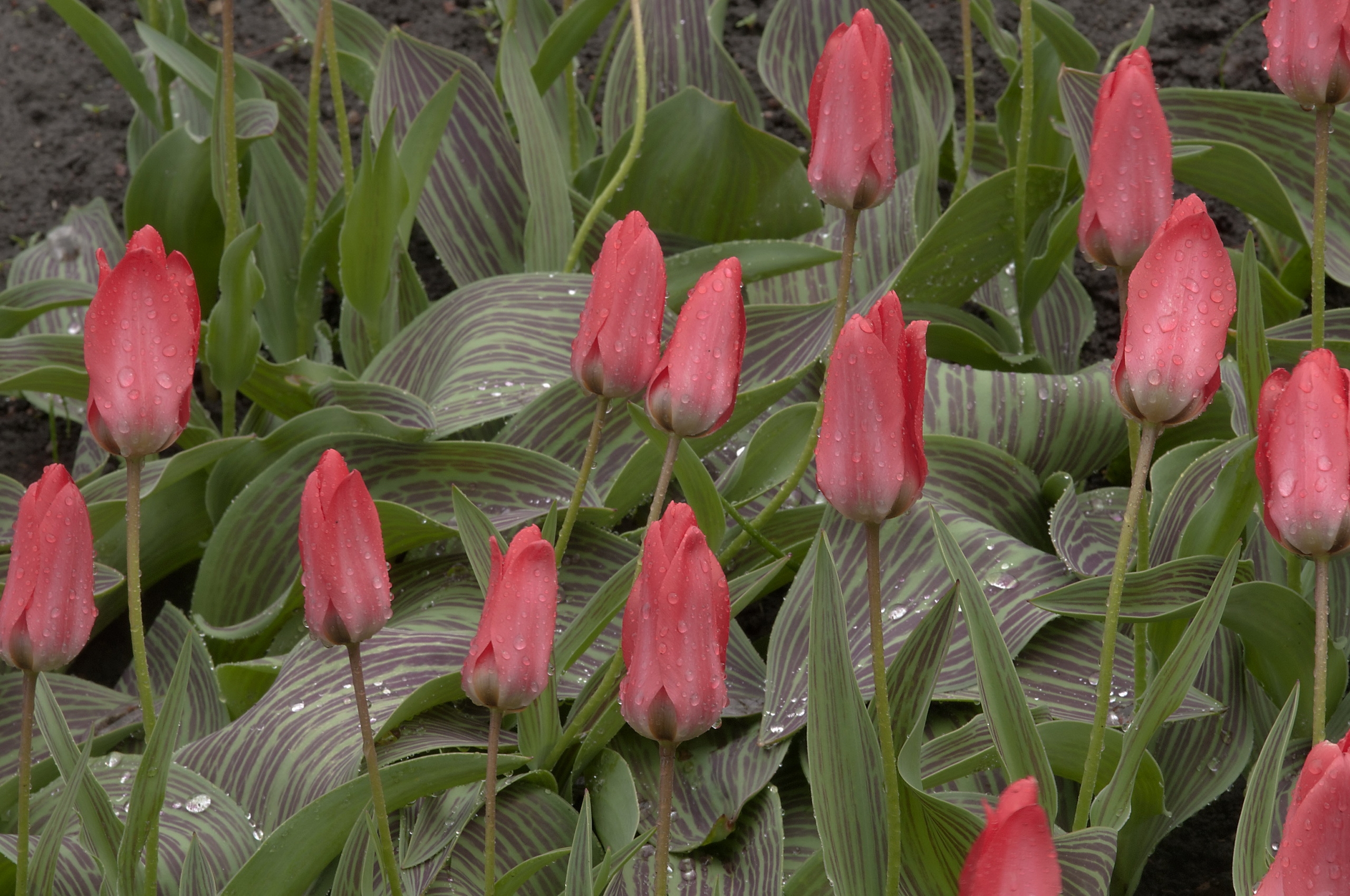 122655 télécharger l'image fleurs, tulipes, drops, fraîcheur, printemps, source - fonds d'écran et économiseurs d'écran gratuits