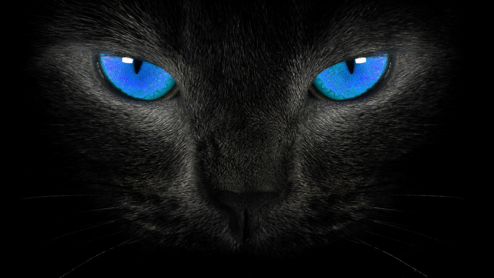 Download mobile wallpaper Cats, Cat, Animal, Face, Blue Eyes for free.