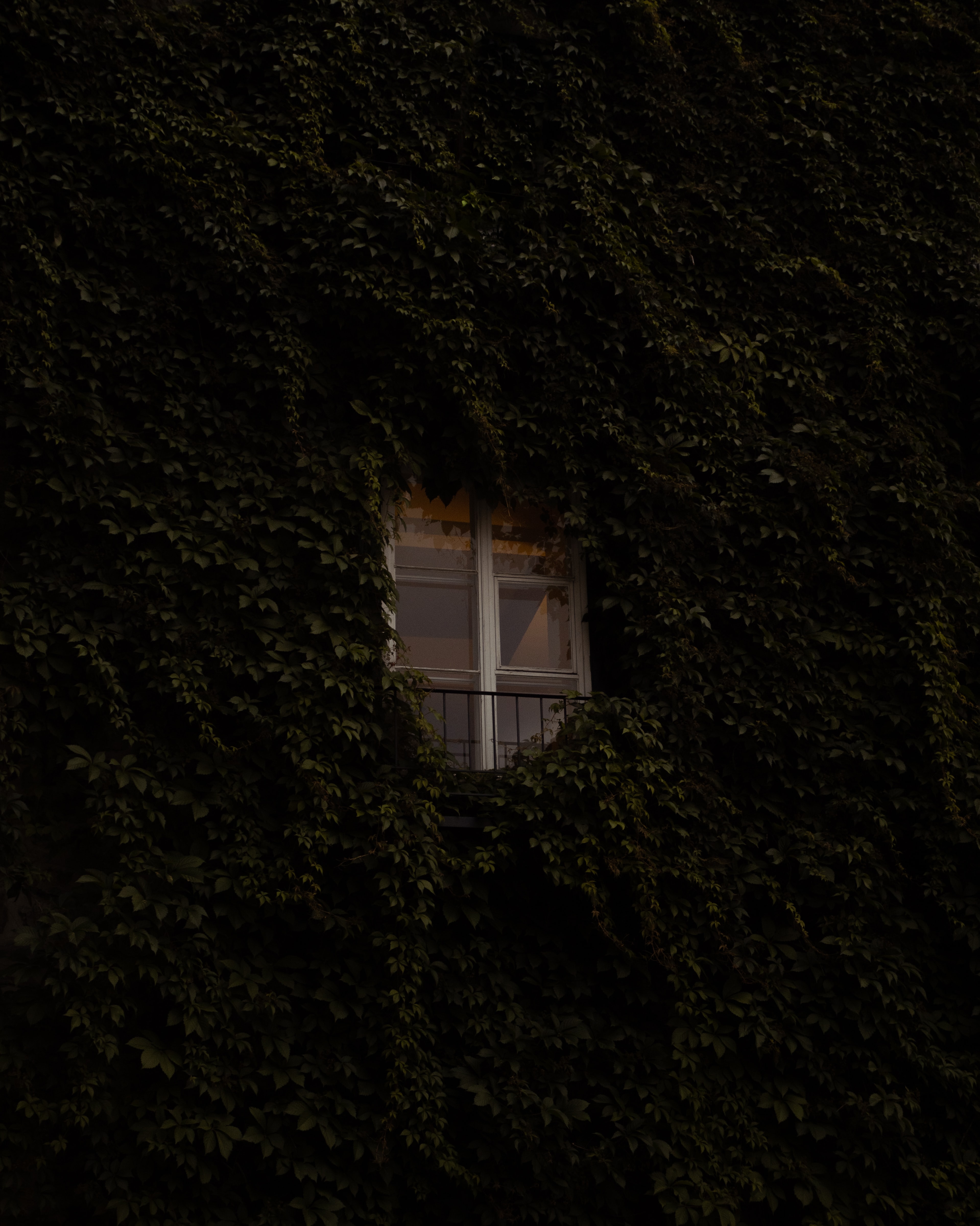 window, plant, building, miscellanea, miscellaneous, ivy Free Stock Photo