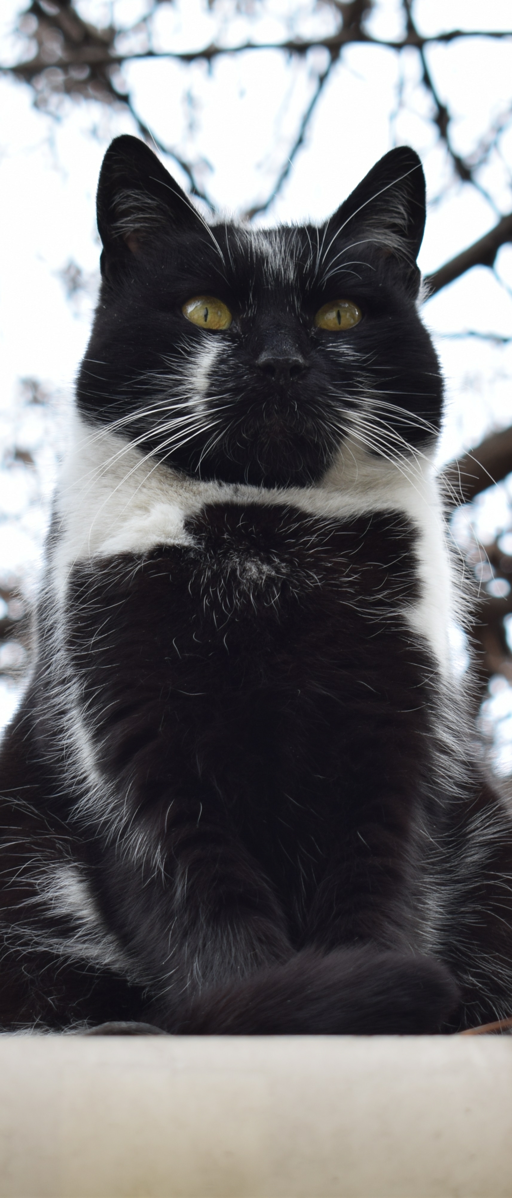 Baixe gratuitamente a imagem Animais, Gatos, Gato na área de trabalho do seu PC