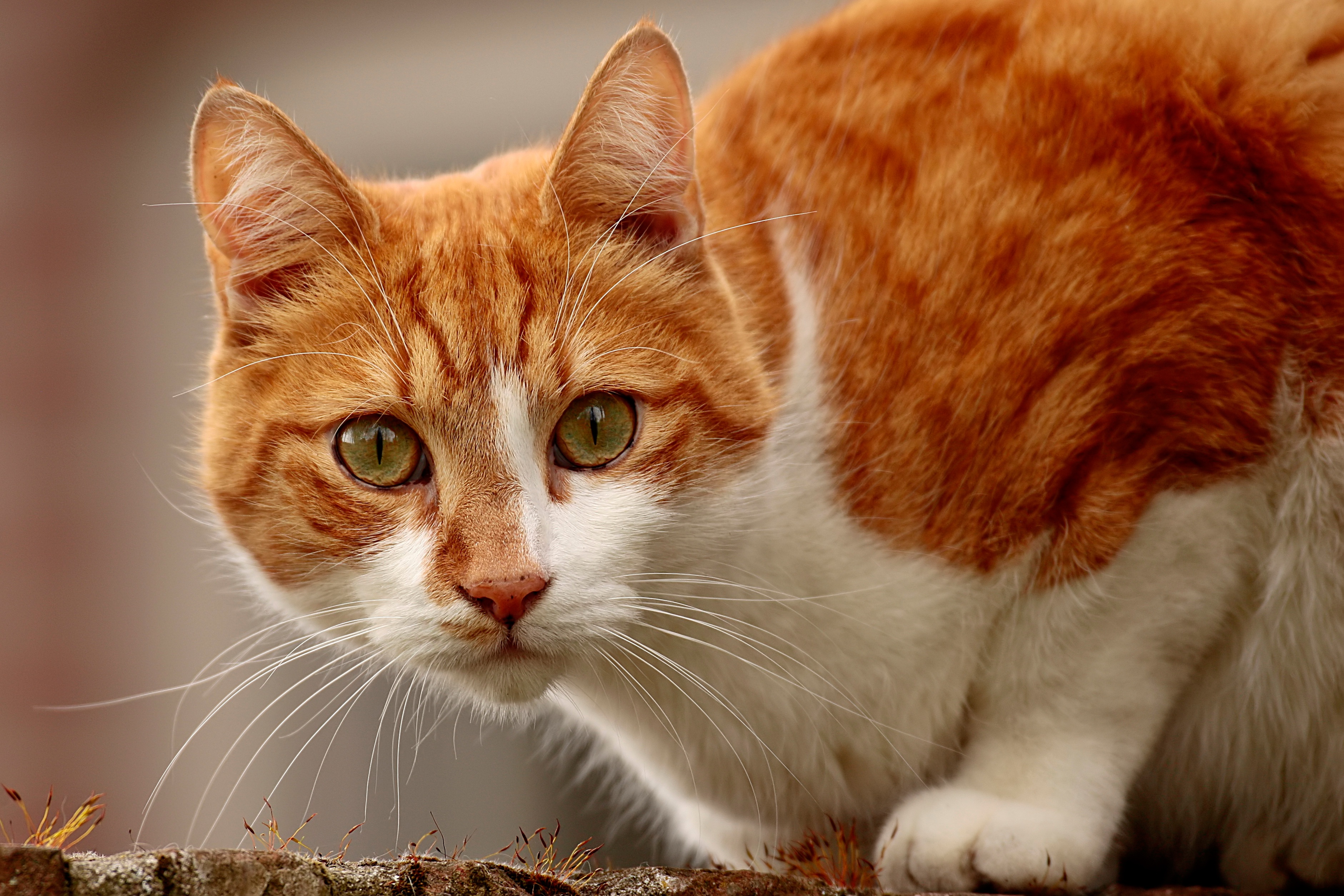 Baixar papel de parede para celular de Animais, Gatos, Gato, Olhar Fixamente gratuito.