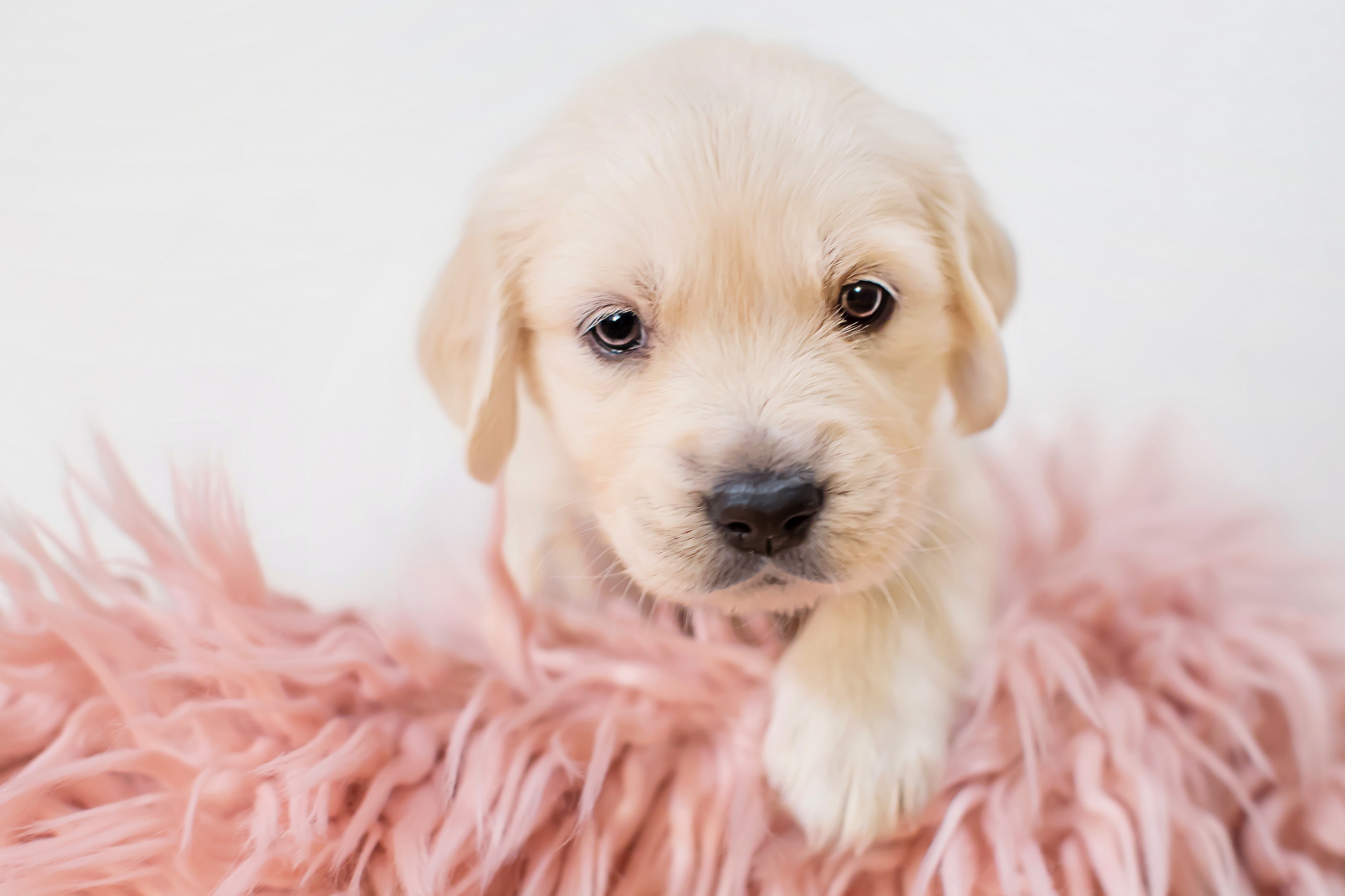 Baixe gratuitamente a imagem Animais, Cães, Cão, Animal Bebê, Filhote na área de trabalho do seu PC