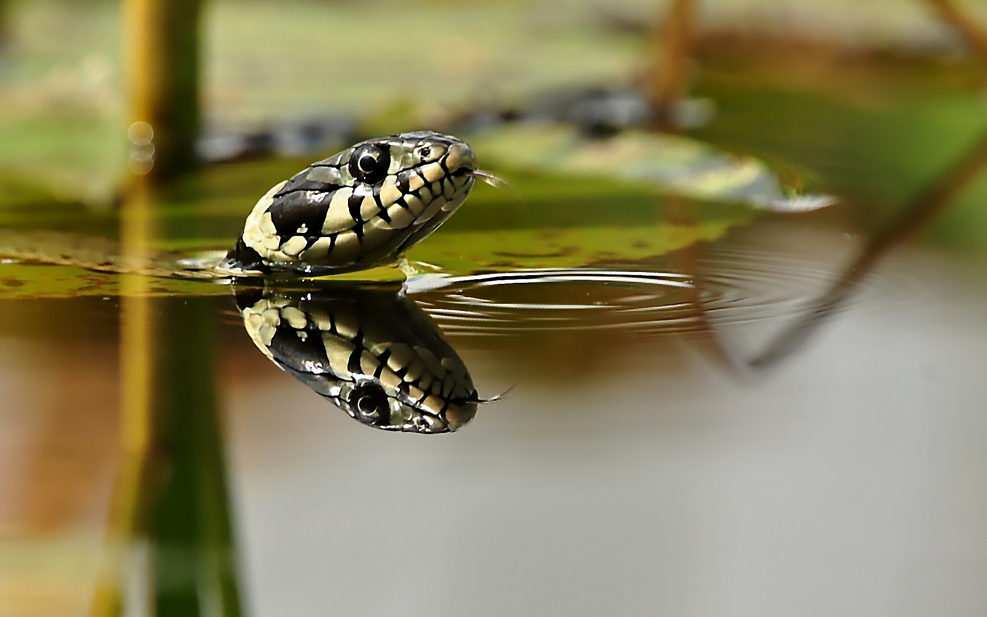 Descarga gratuita de fondo de pantalla para móvil de Serpiente, Reptiles, Animales.