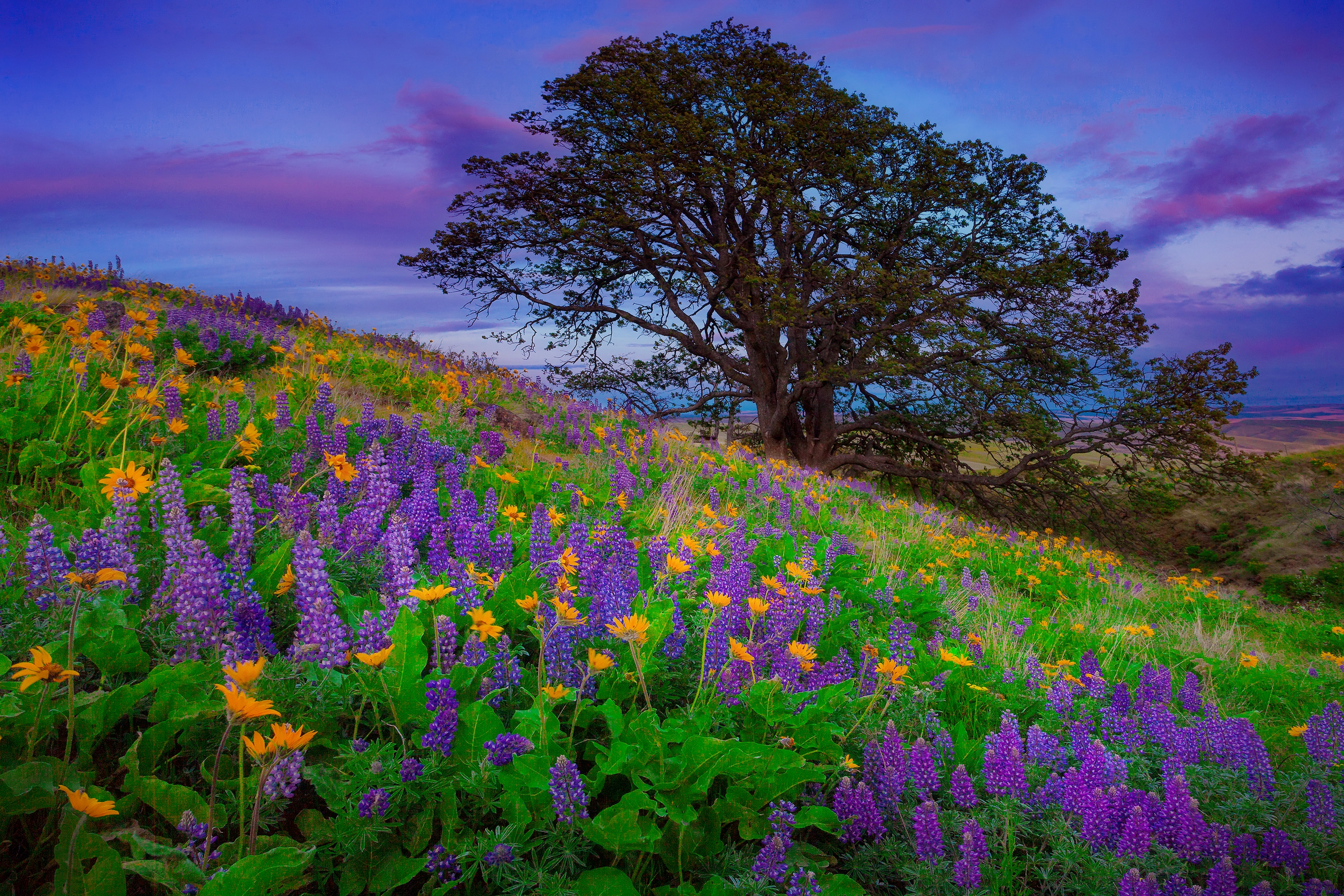 Free download wallpaper Flowers, Flower, Tree, Earth, Colors, Colorful, Hill, Purple Flower on your PC desktop
