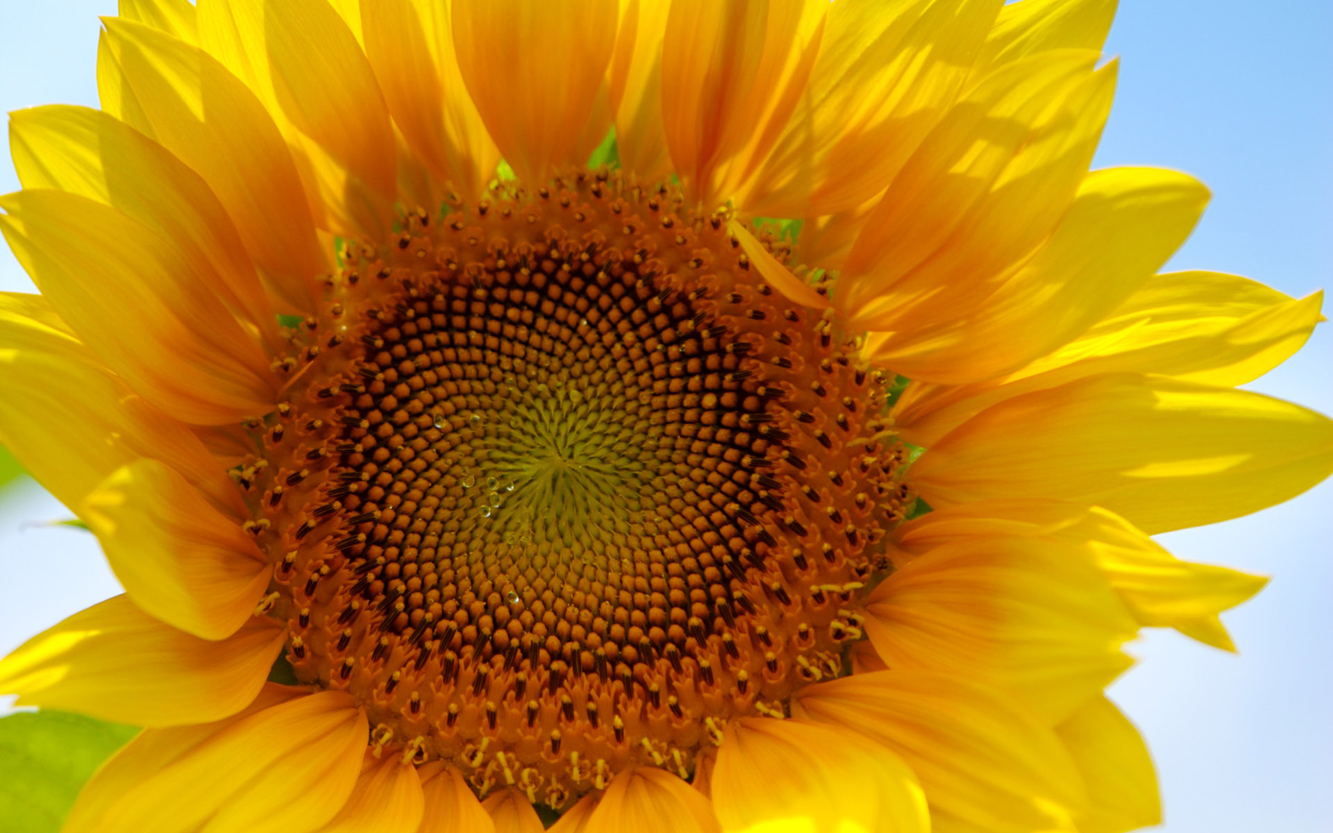 Baixe gratuitamente a imagem Girassol, Flores, Terra/natureza na área de trabalho do seu PC