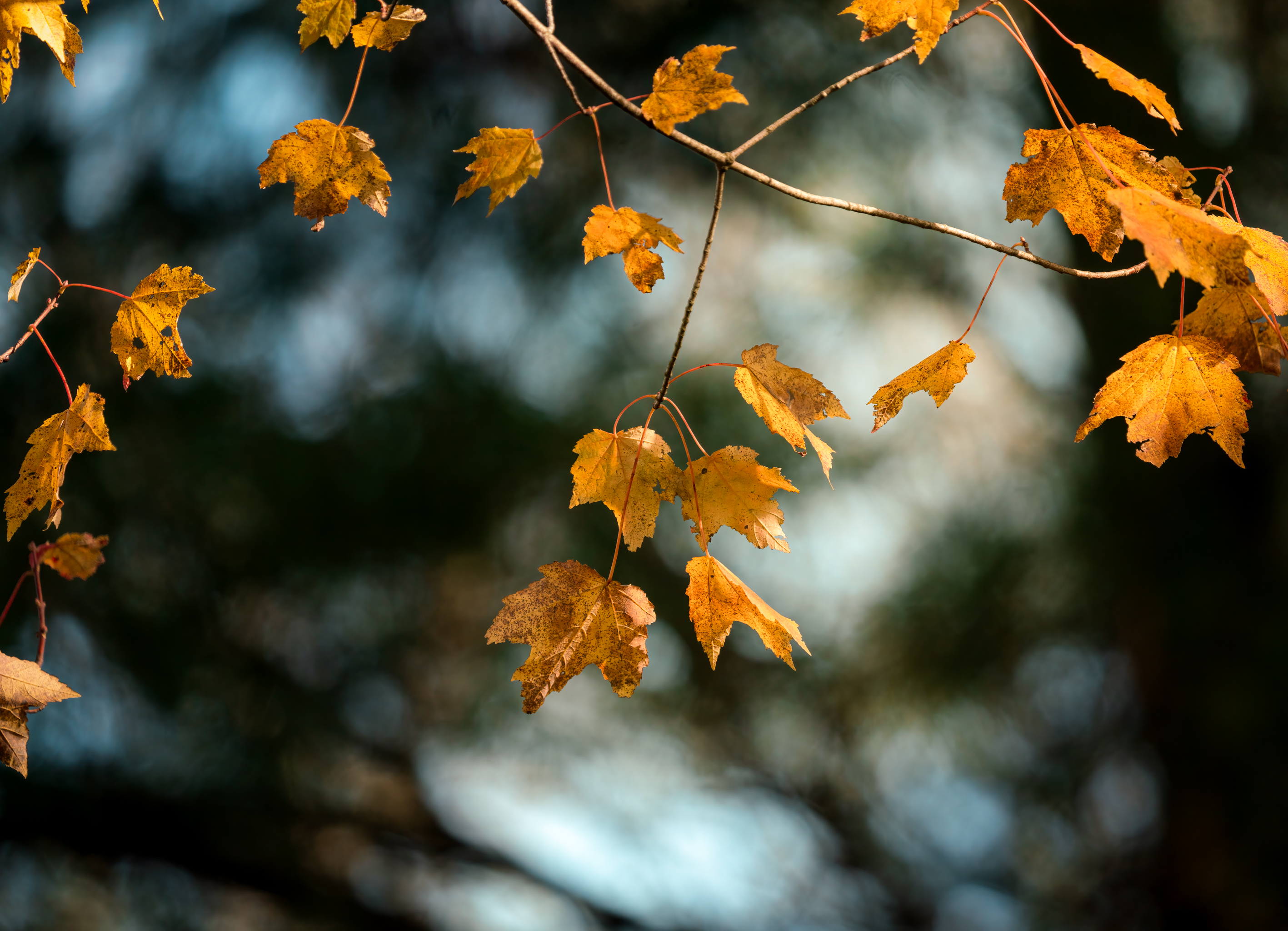 153834 завантажити картинку осінь, листя, жовтий, макро, макрос, гілка, клен - шпалери і заставки безкоштовно