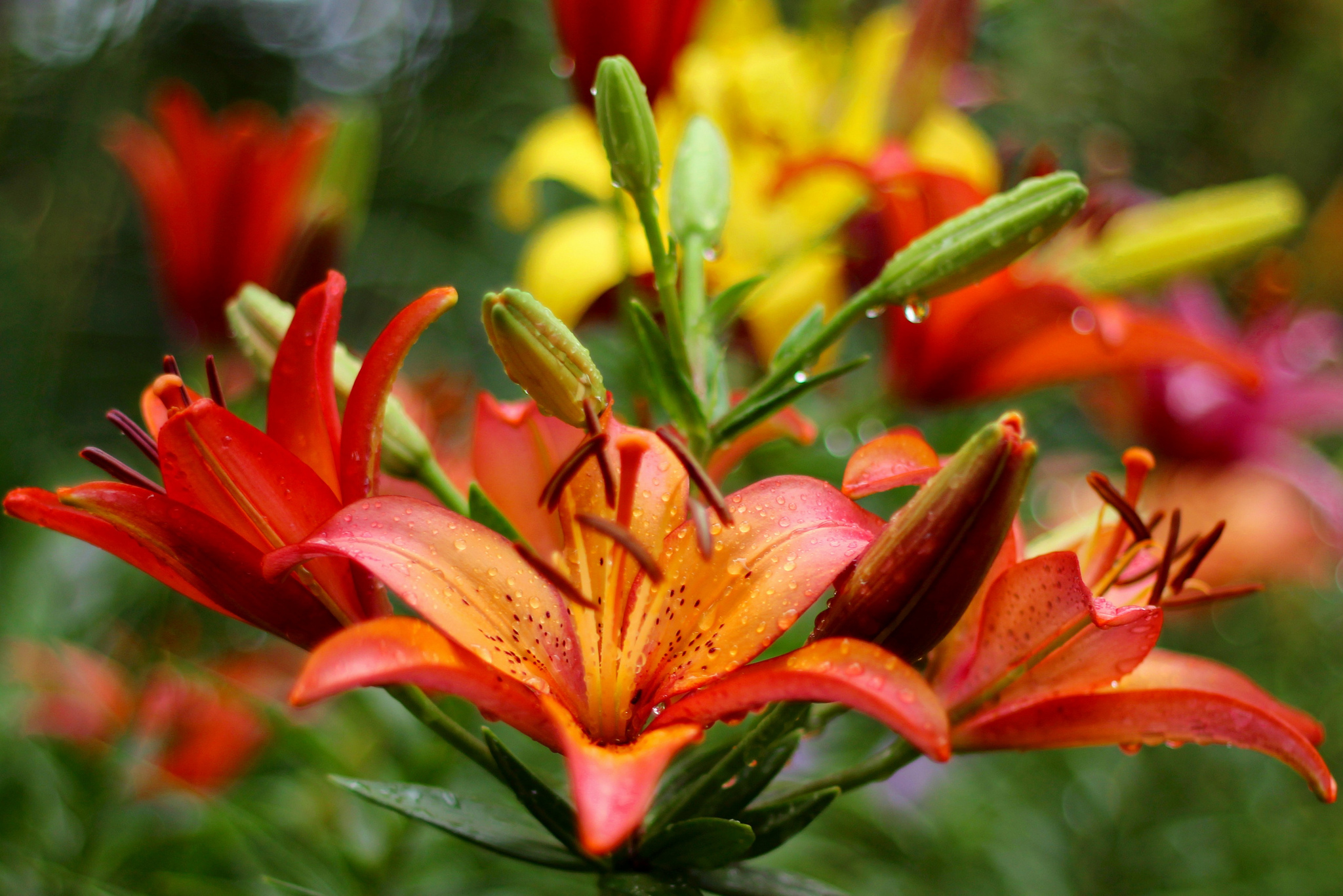 Descarga gratis la imagen Naturaleza, Flores, Flor, Lirio, Tierra/naturaleza, Flor Naranja en el escritorio de tu PC
