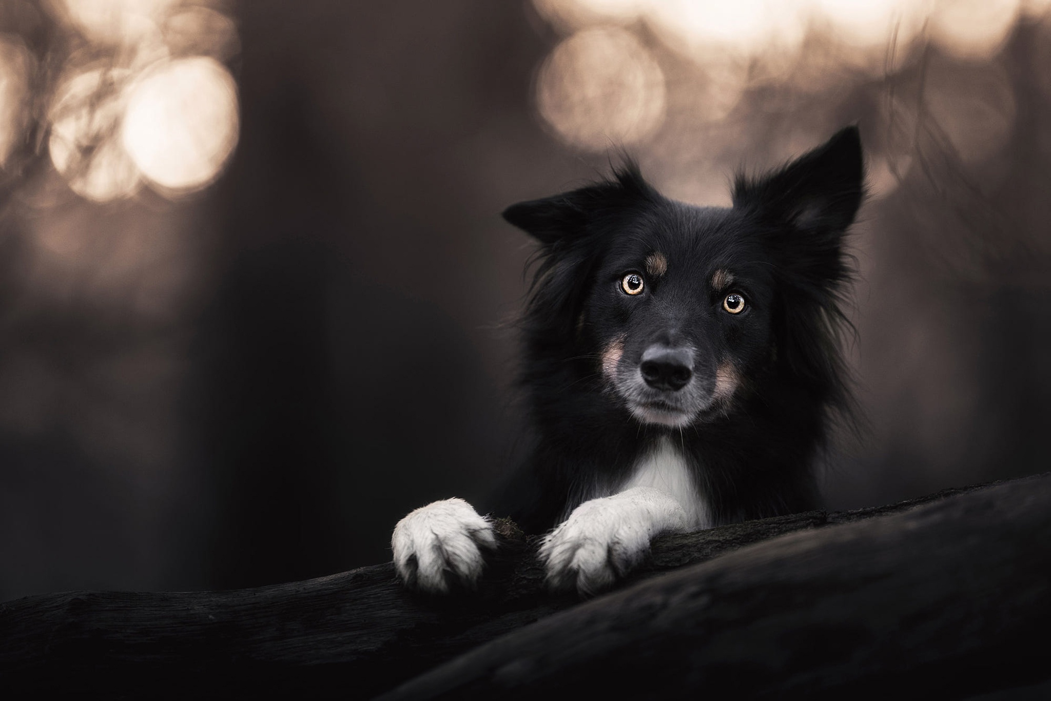 Download mobile wallpaper Dogs, Dog, Animal, Border Collie for free.