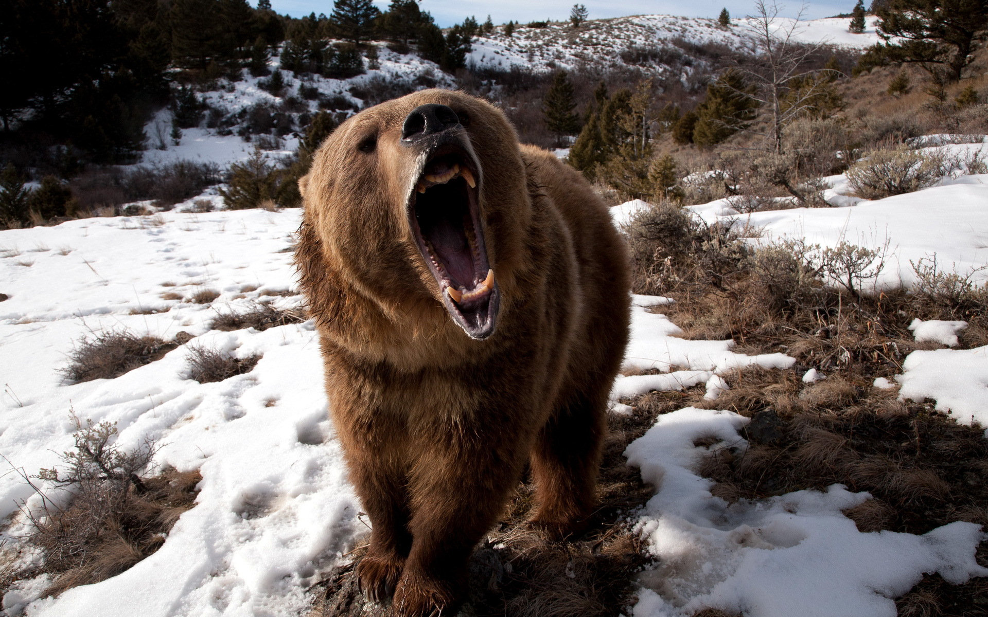 無料モバイル壁紙動物, クマをダウンロードします。