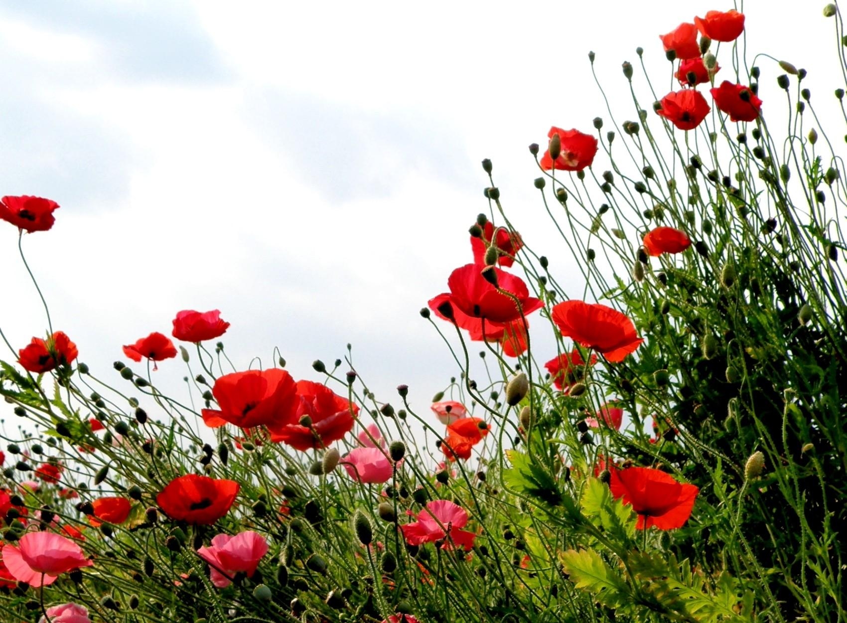 grass, poppies, flowers, sky, summer, greens, field HD wallpaper