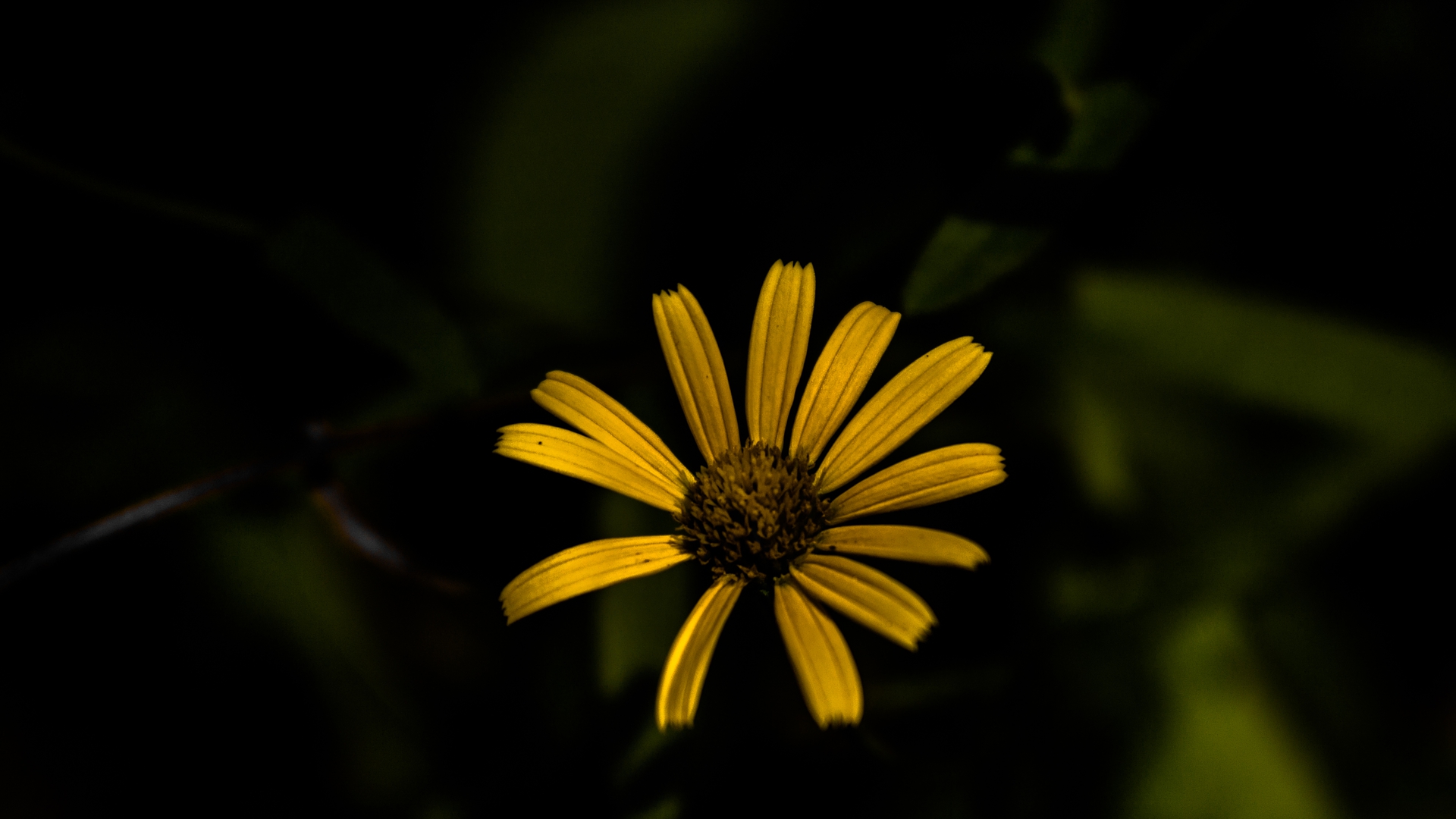 Téléchargez gratuitement l'image Fleurs, Herbe, Fleur, La Nature, Terre/nature sur le bureau de votre PC