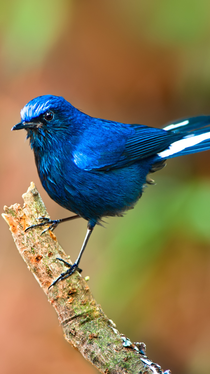 Descarga gratuita de fondo de pantalla para móvil de Animales, Aves, Zorzal Robín.