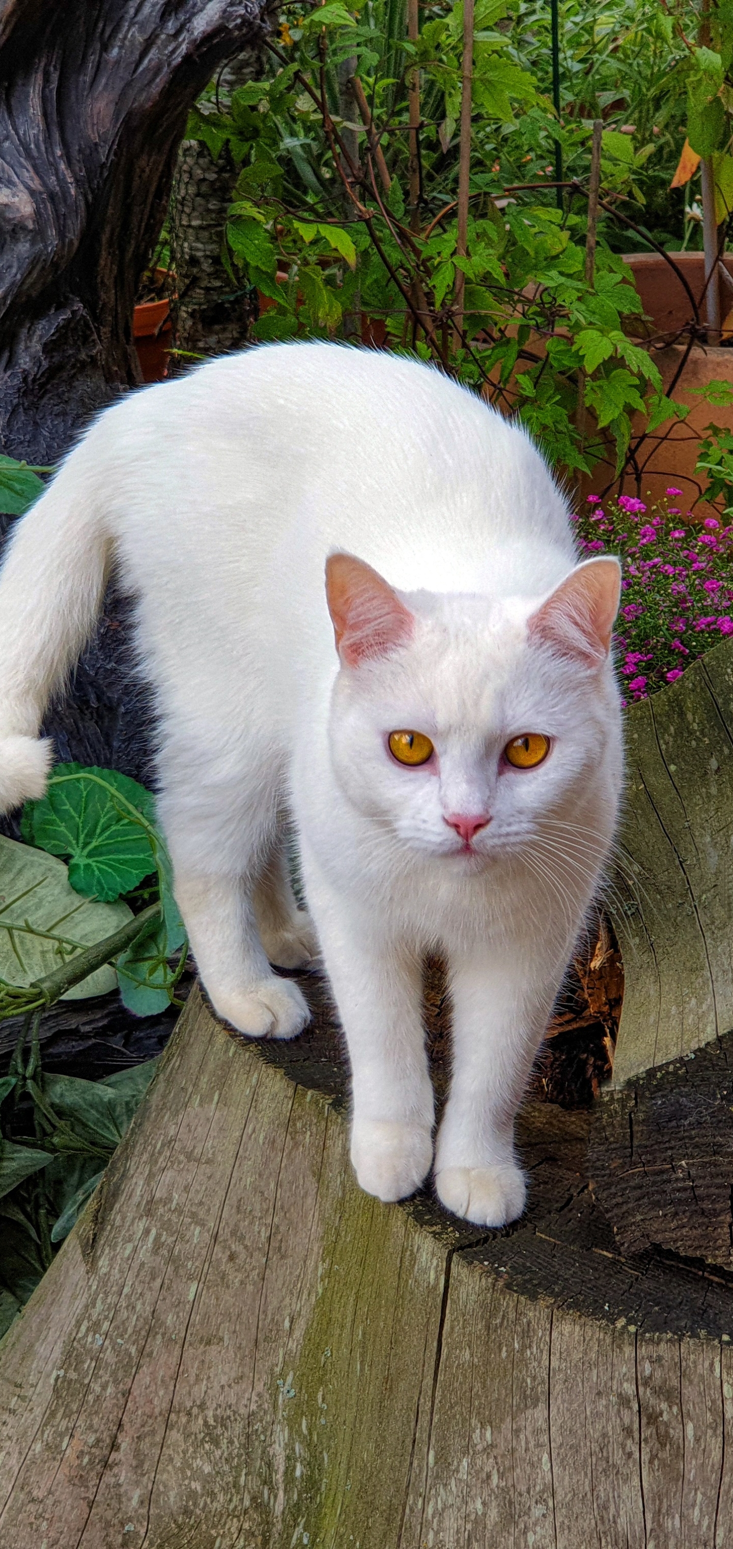 無料モバイル壁紙ネコ, 猫, 動物をダウンロードします。