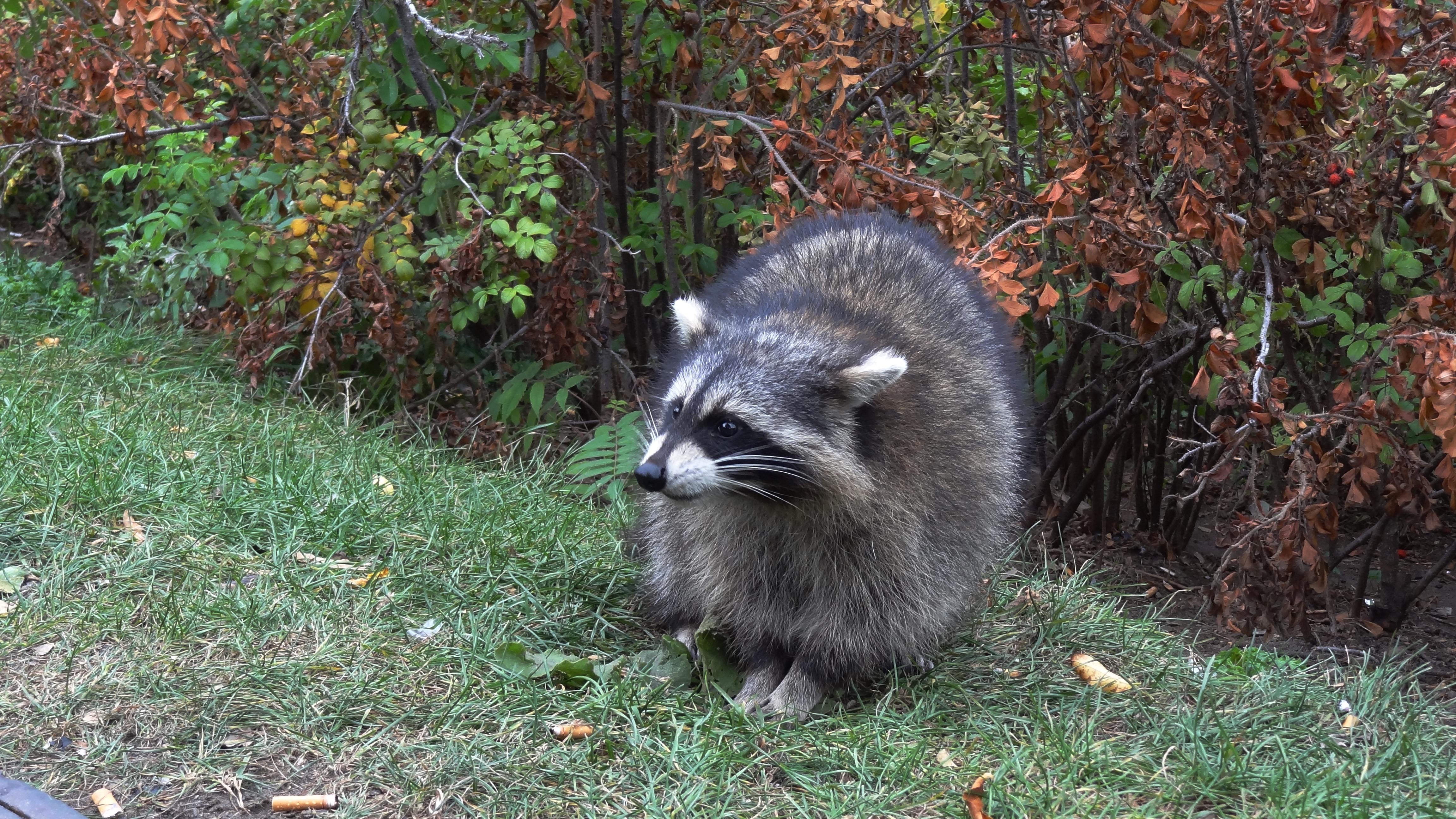 Free download wallpaper Grass, Forest, Stroll, Raccoon, Animals on your PC desktop