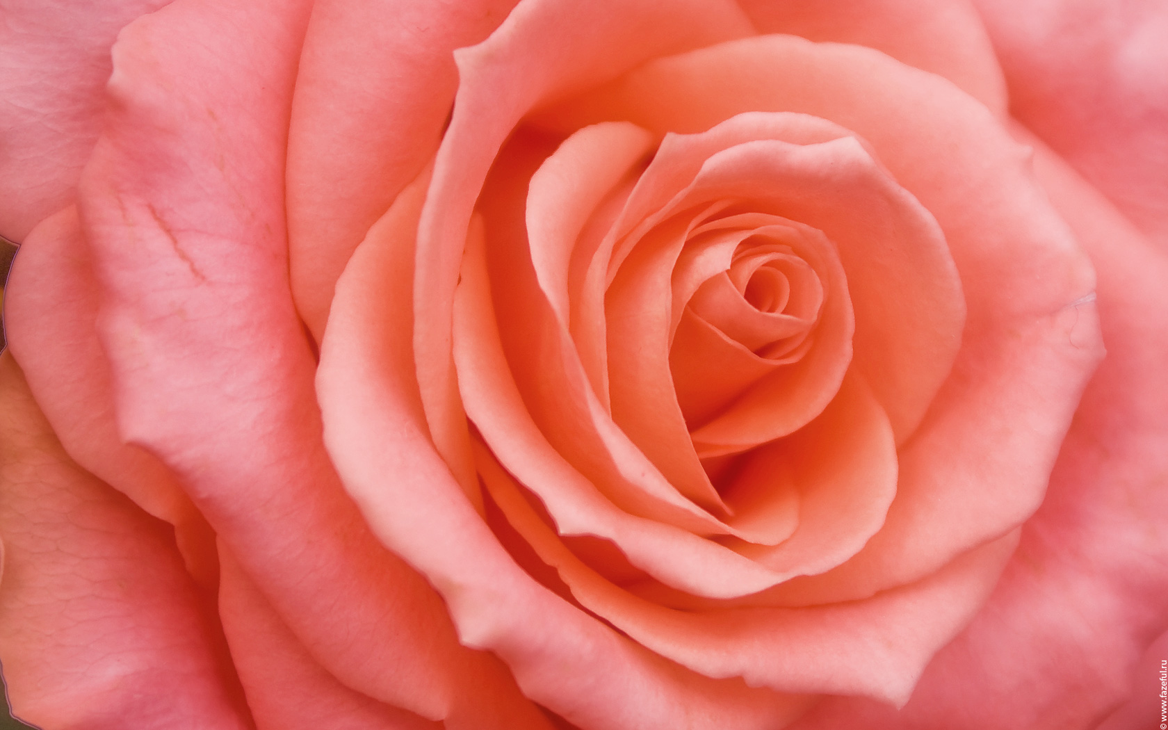 Free download wallpaper Flowers, Flower, Rose, Close Up, Earth, Pink Flower on your PC desktop